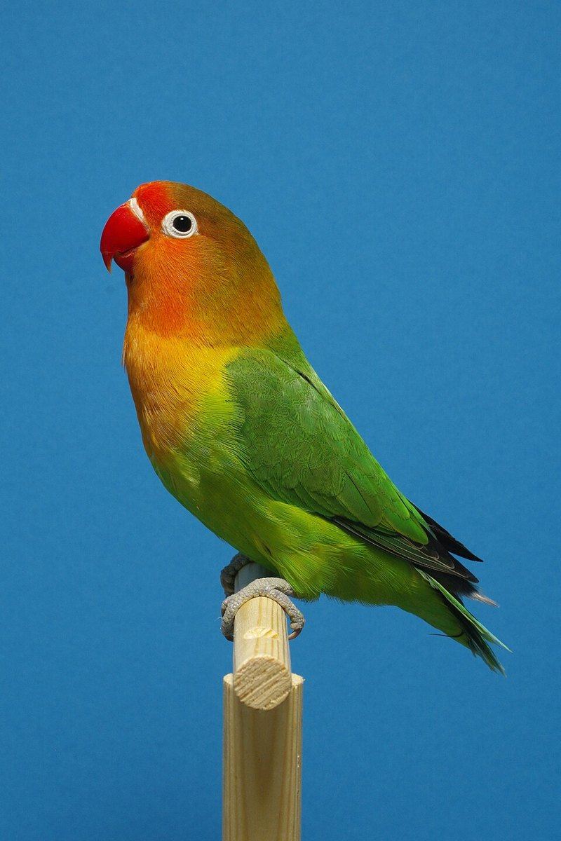 Fischer's Lovebird