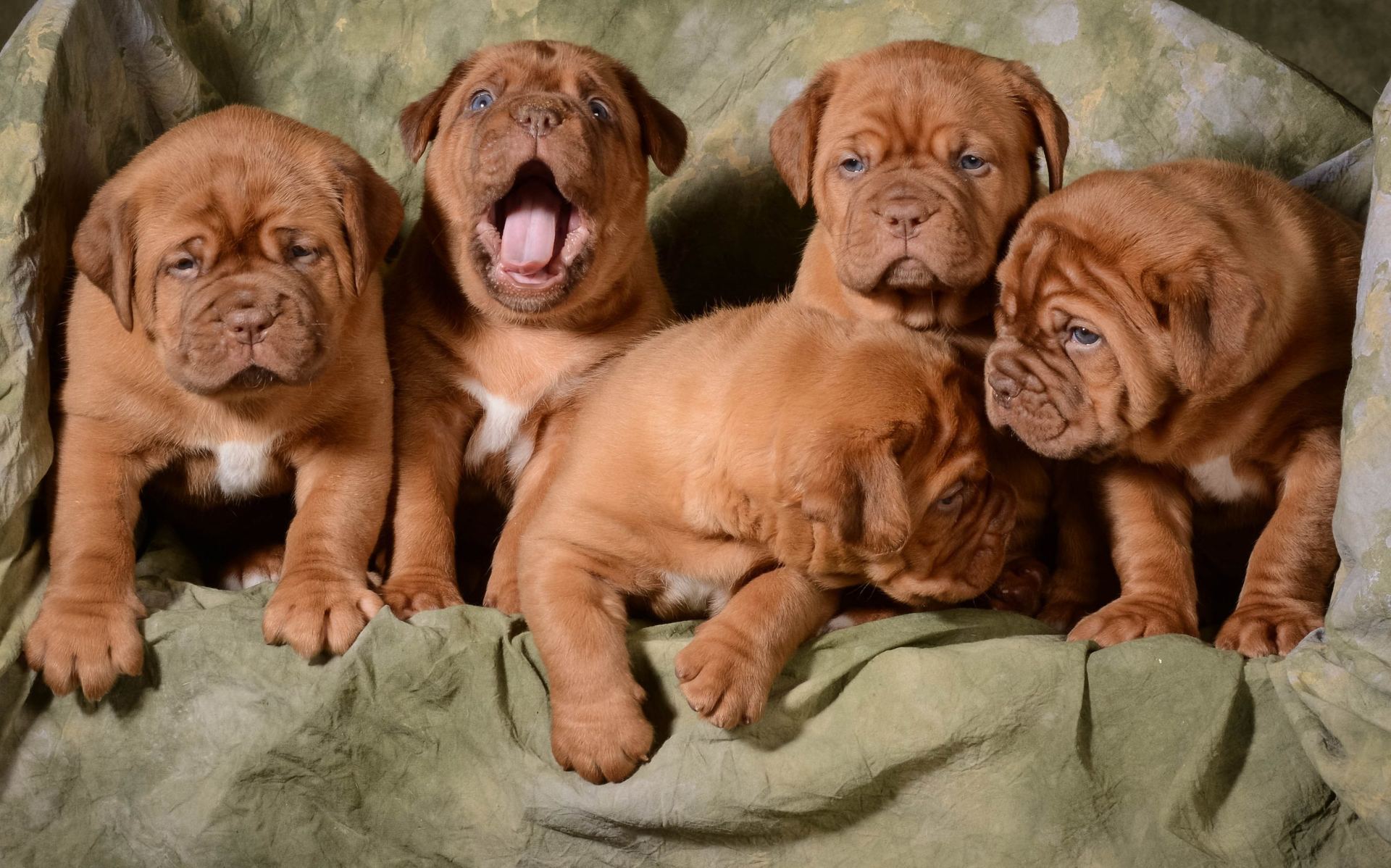 French Mastiff Puppy in Devarakadra