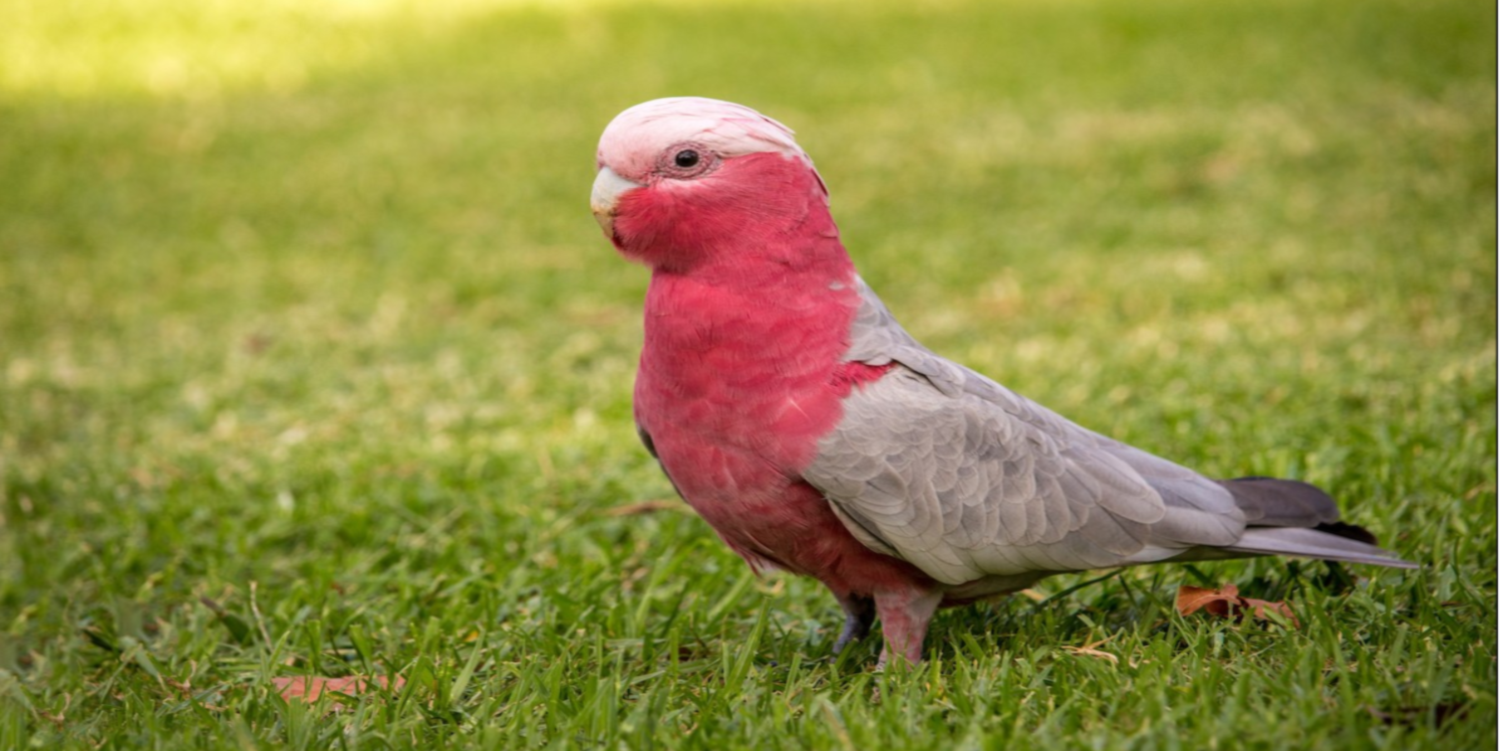 Gallah Cockatoo in Oddanchatram
