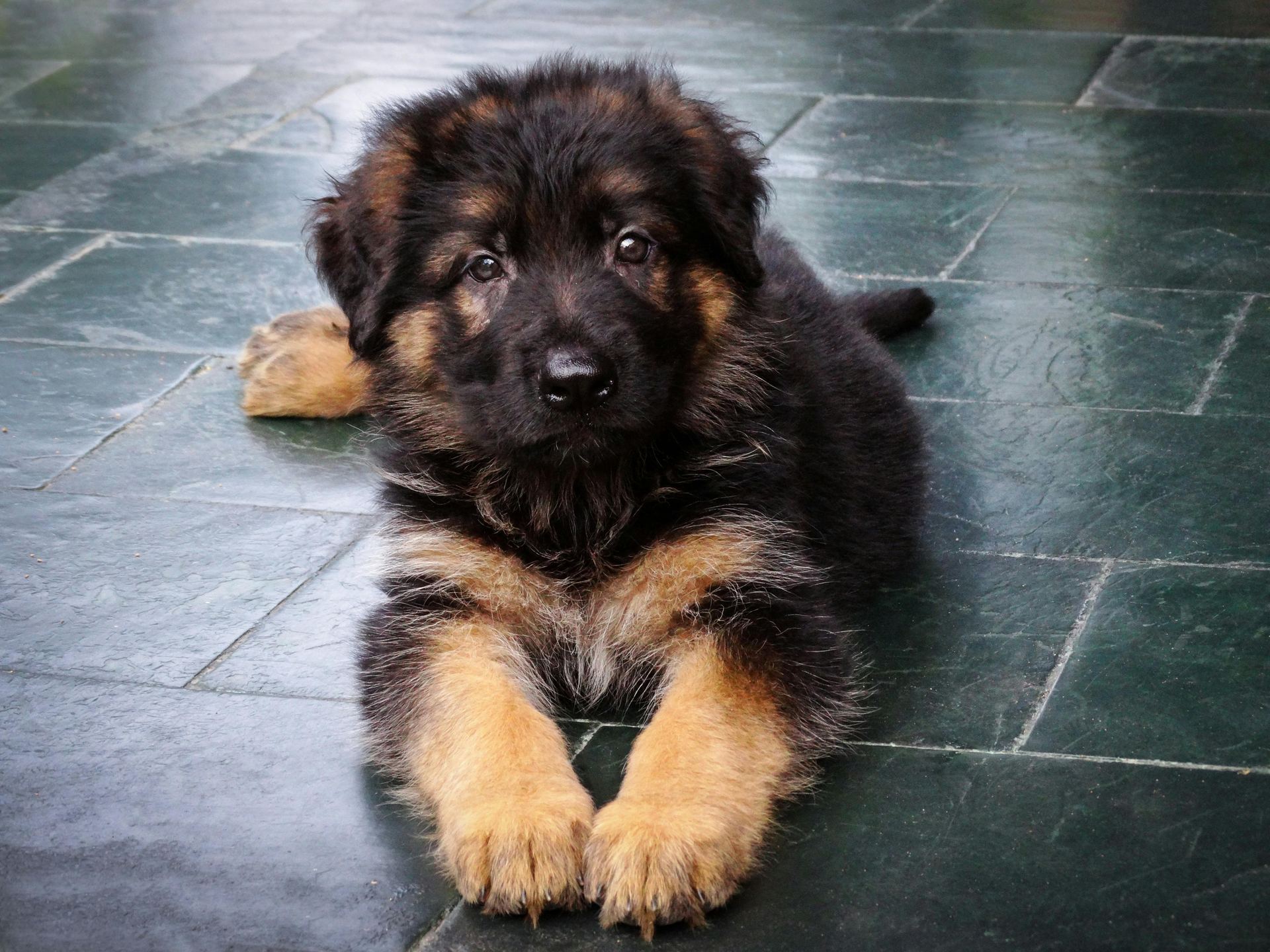 German Shepherd Puppy in Oddanchatram