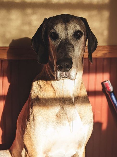 Great Dane Puppy | Fawn