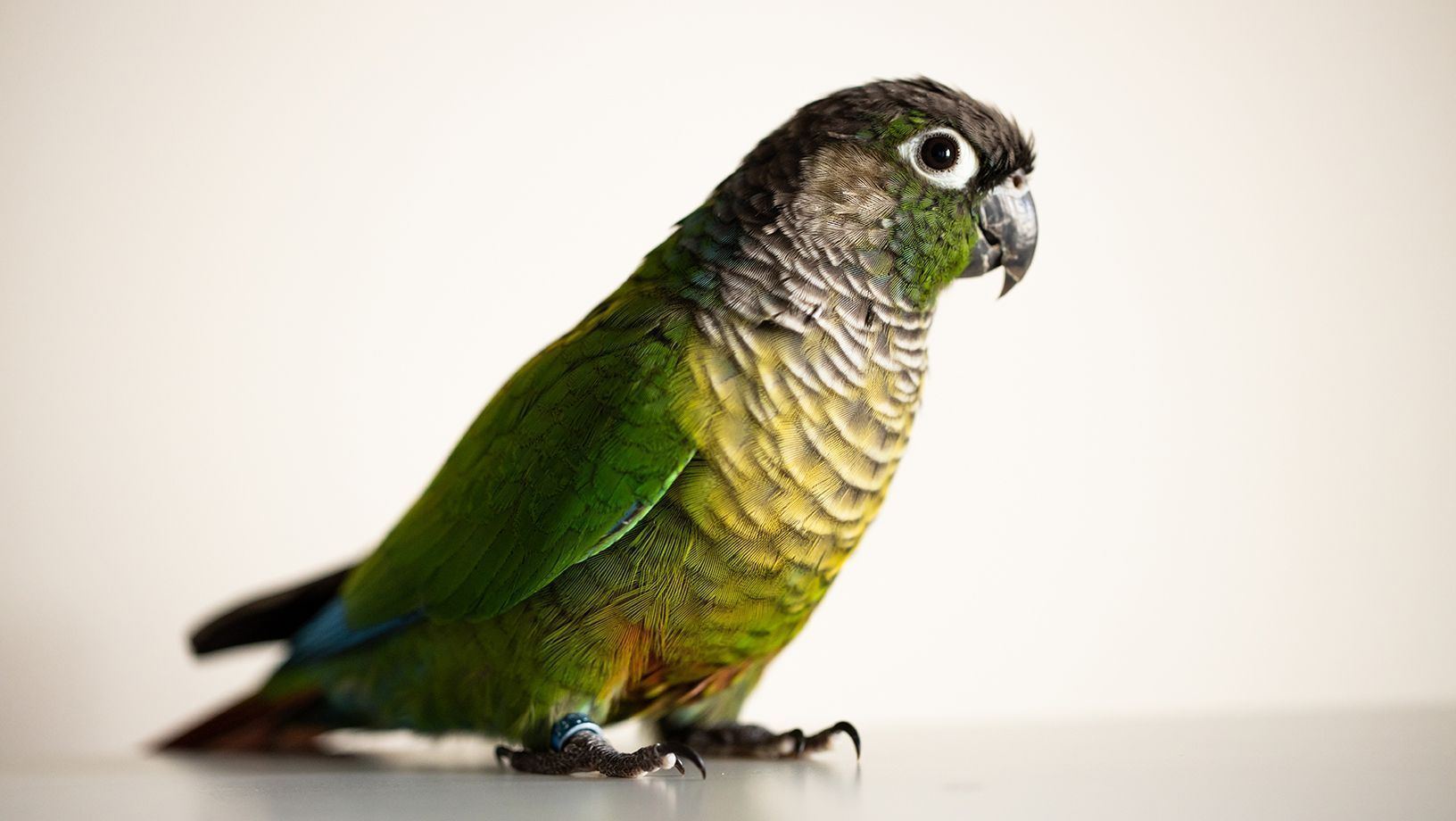 Green Cheek Conure in Oddanchatram