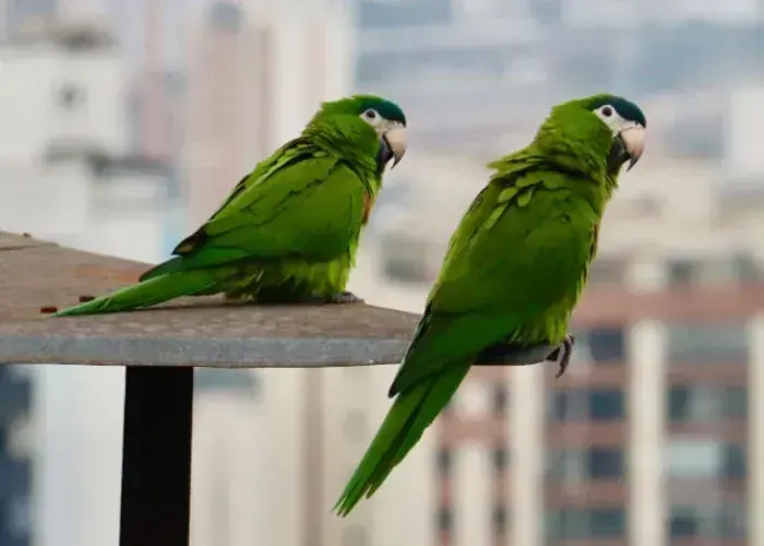 Hahn's Macaw in Oddanchatram