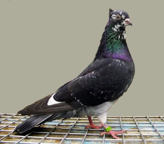 Highflyer Pigeon