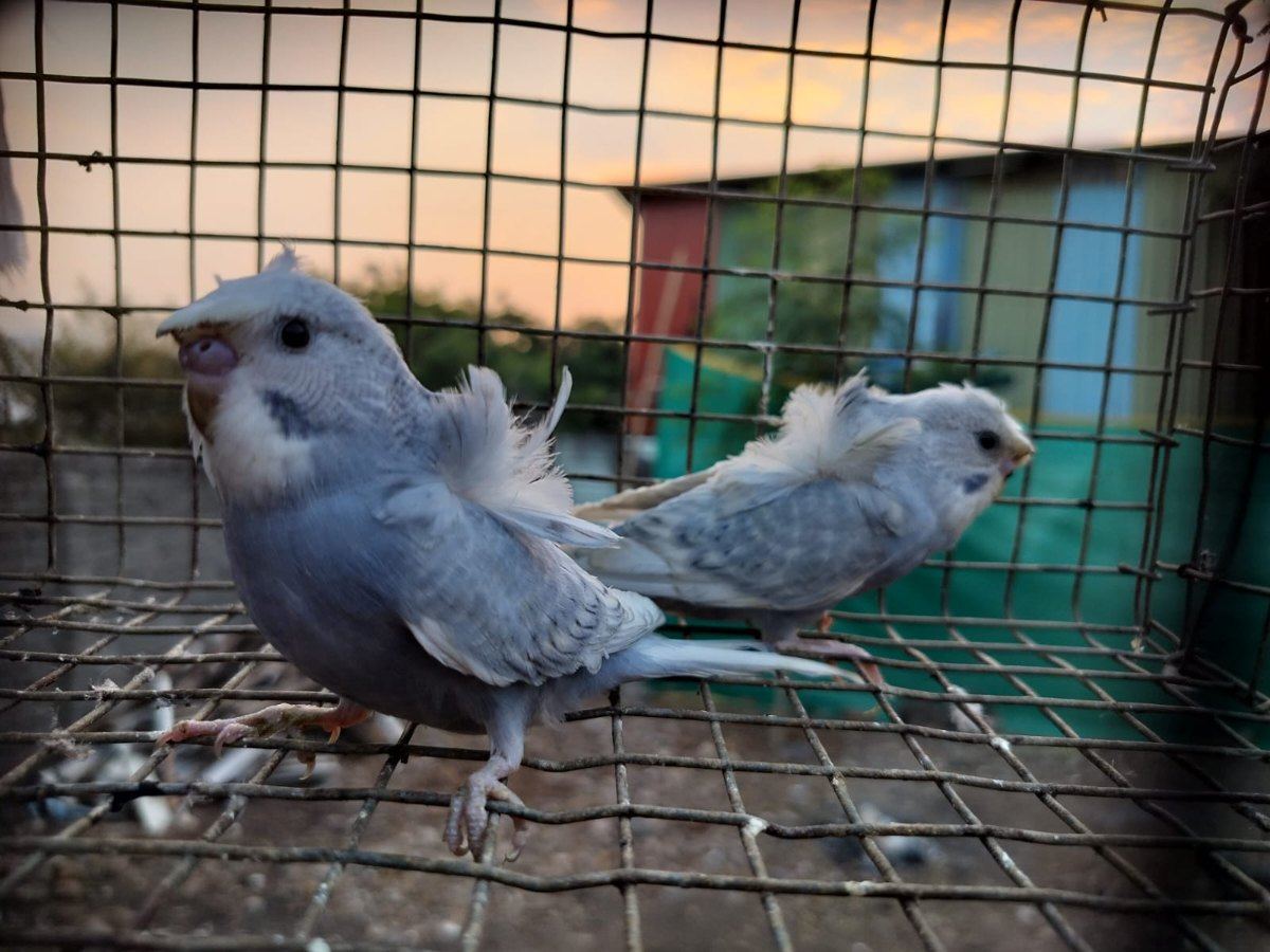 Hogoromo Budgies