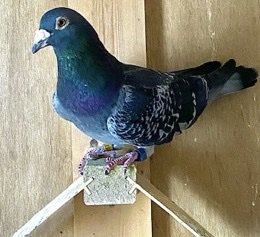 Homer Pigeon