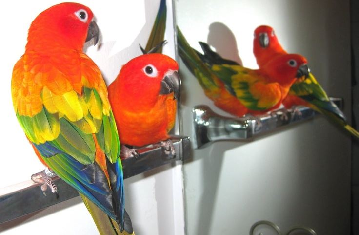 Hyper Red Sun Conure in Oddanchatram