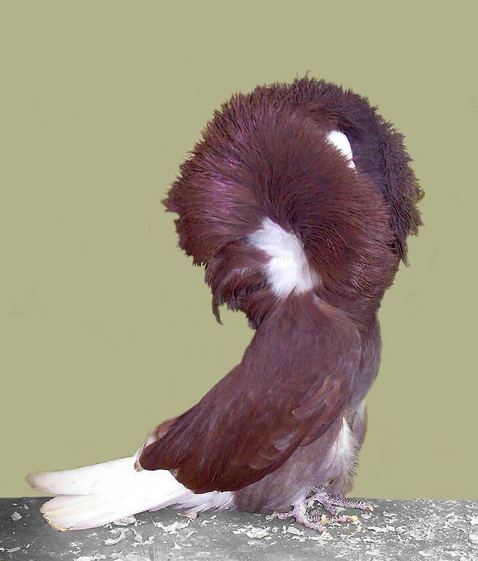 Jacobin Pigeon