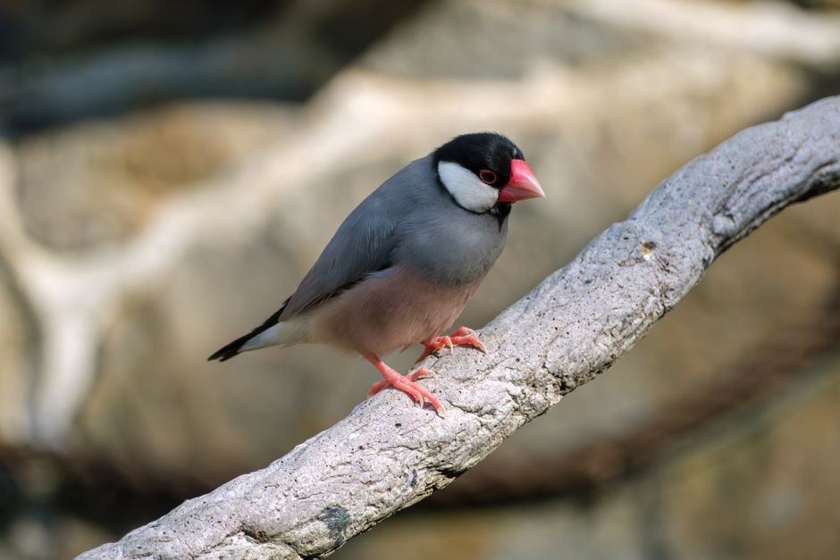 Java Sparrow
