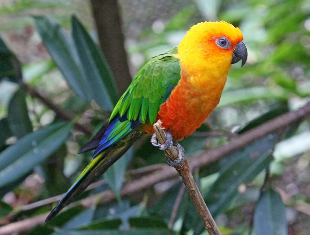 Jenday Conure in Oddanchatram
