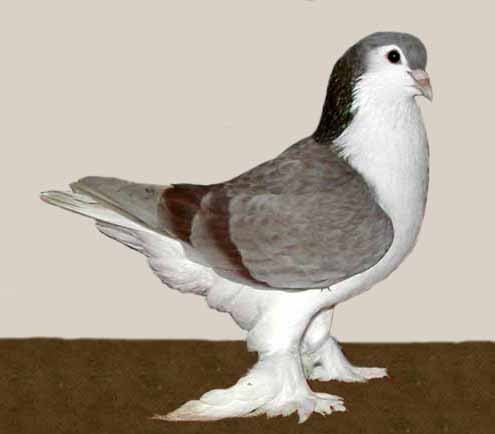 Lahori Pigeon