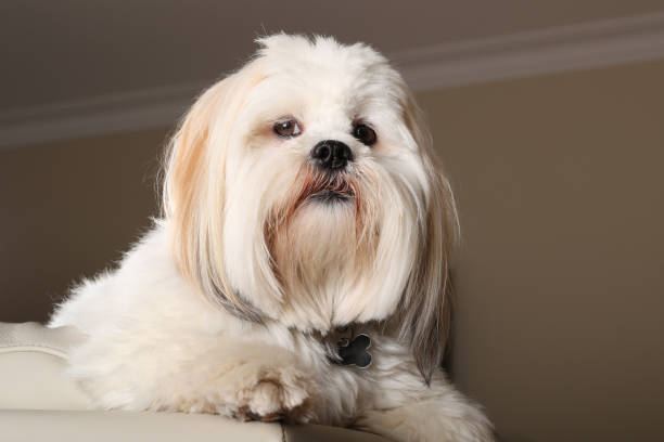 Lhasa Apso Puppies in Oddanchatram