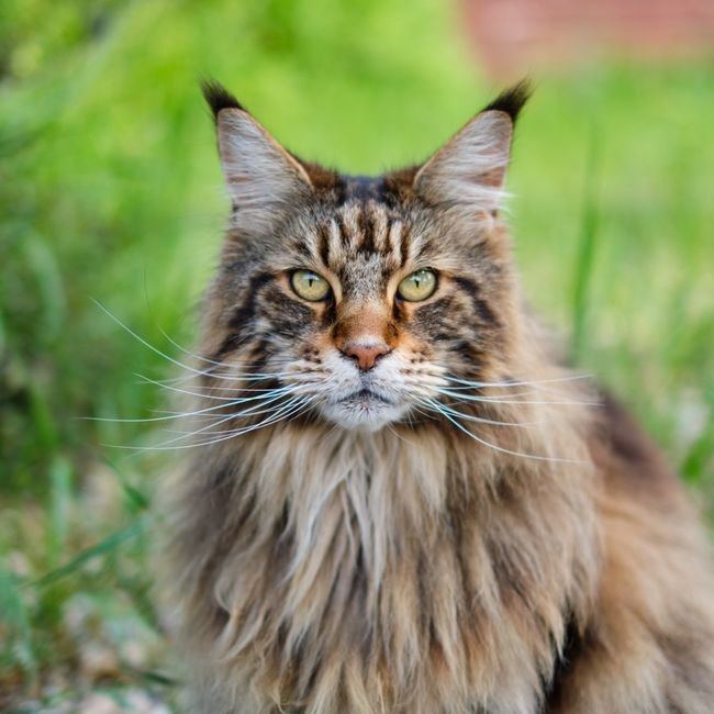 Maine Coon Kitten - Maine Coon Kitten