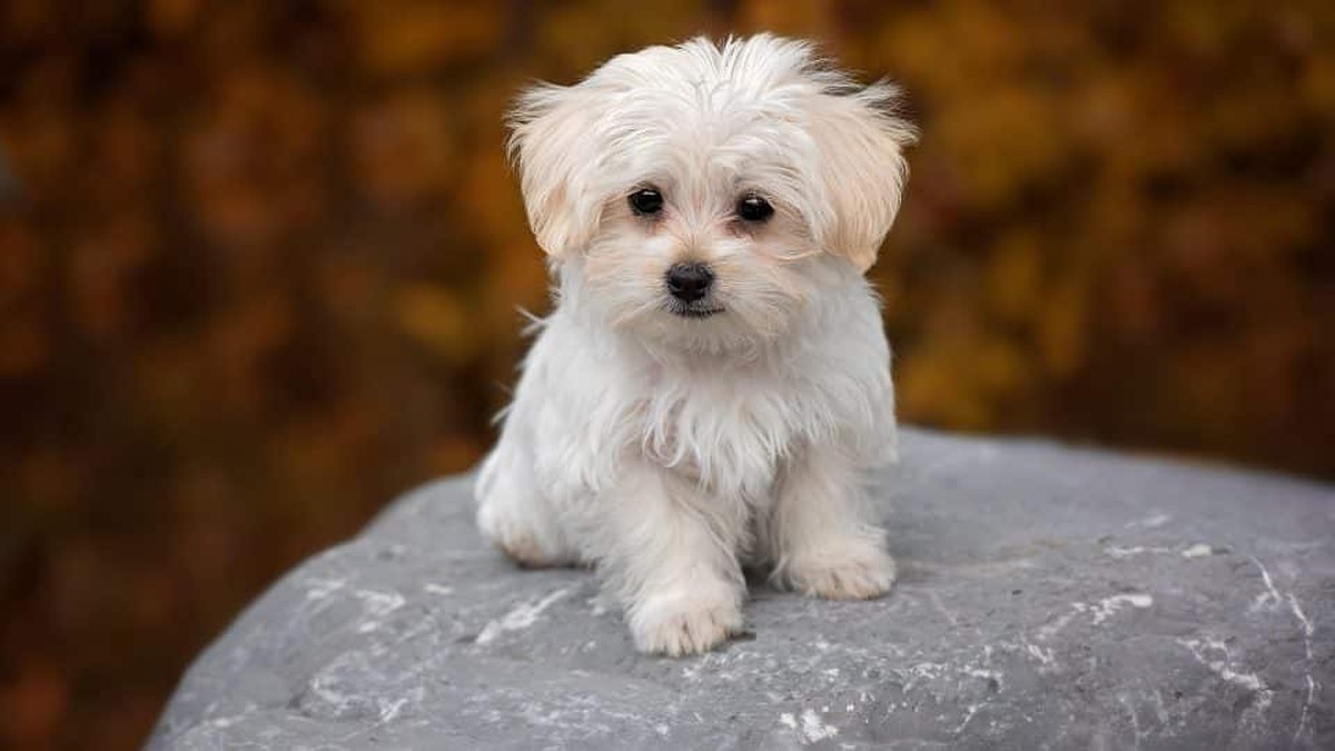 Maltese Puppy | White in Oddanchatram