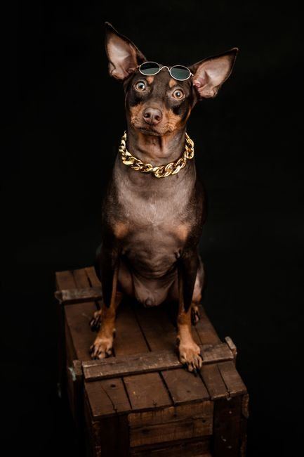 Miniature Pinscher Puppy | Brown & Tan — Miniature Pinscher Puppy available stock