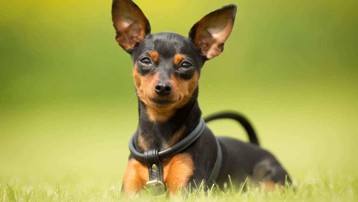 Miniature Pinscher Puppy in Oddanchatram