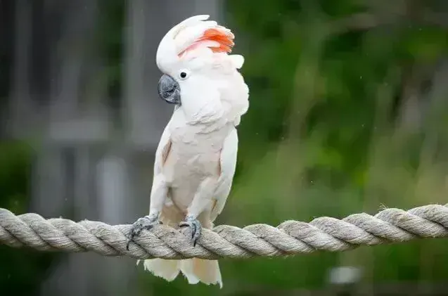 Moluccan Cockatoo in Oddanchatram