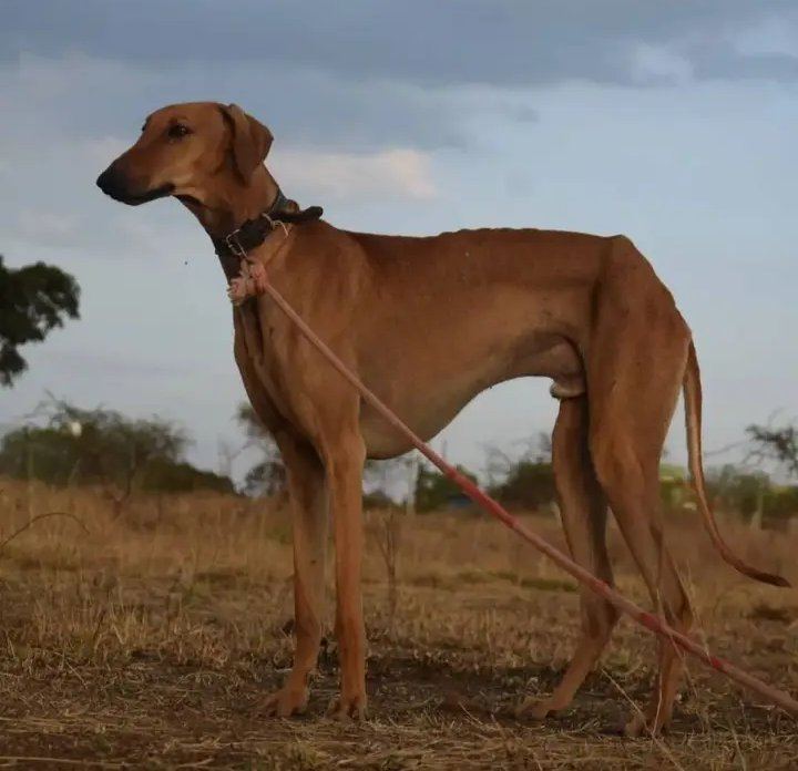 Mudhol Hound Puppy - Mudhol Hound Puppy