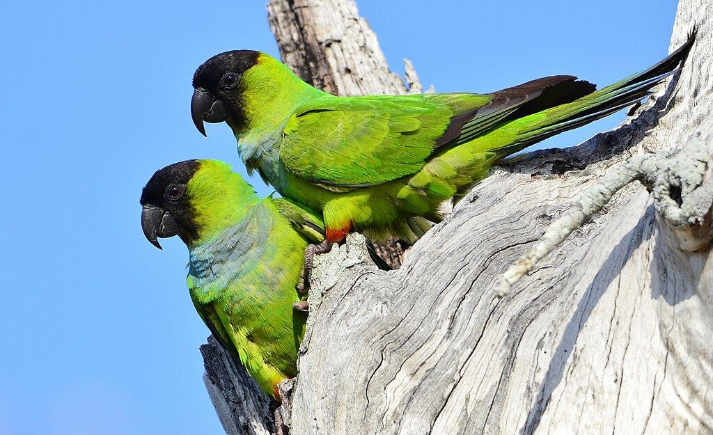 Nanday Conure in Oddanchatram