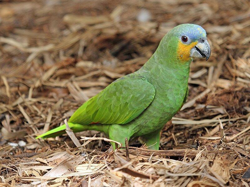 Orange Wing Amazon Parrots in Oddanchatram