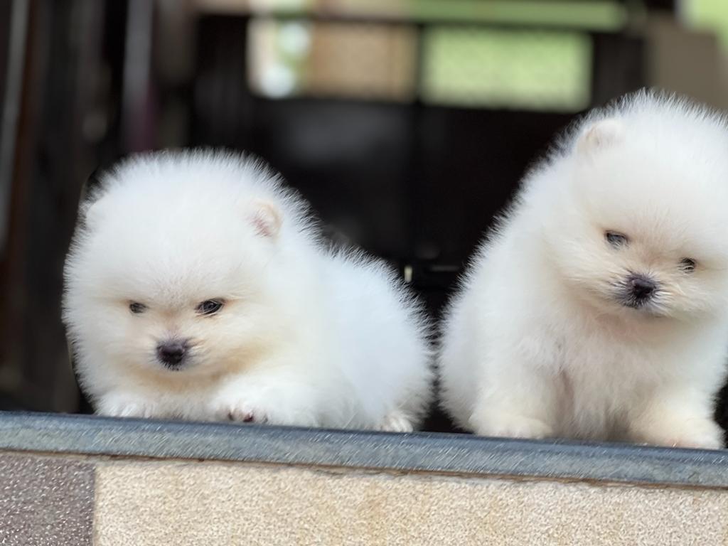Orignal Toy Pom Puppy | Teacup Pom in Oddanchatram