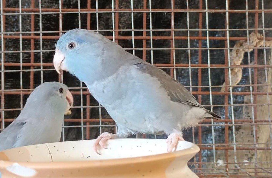 Parrotlet