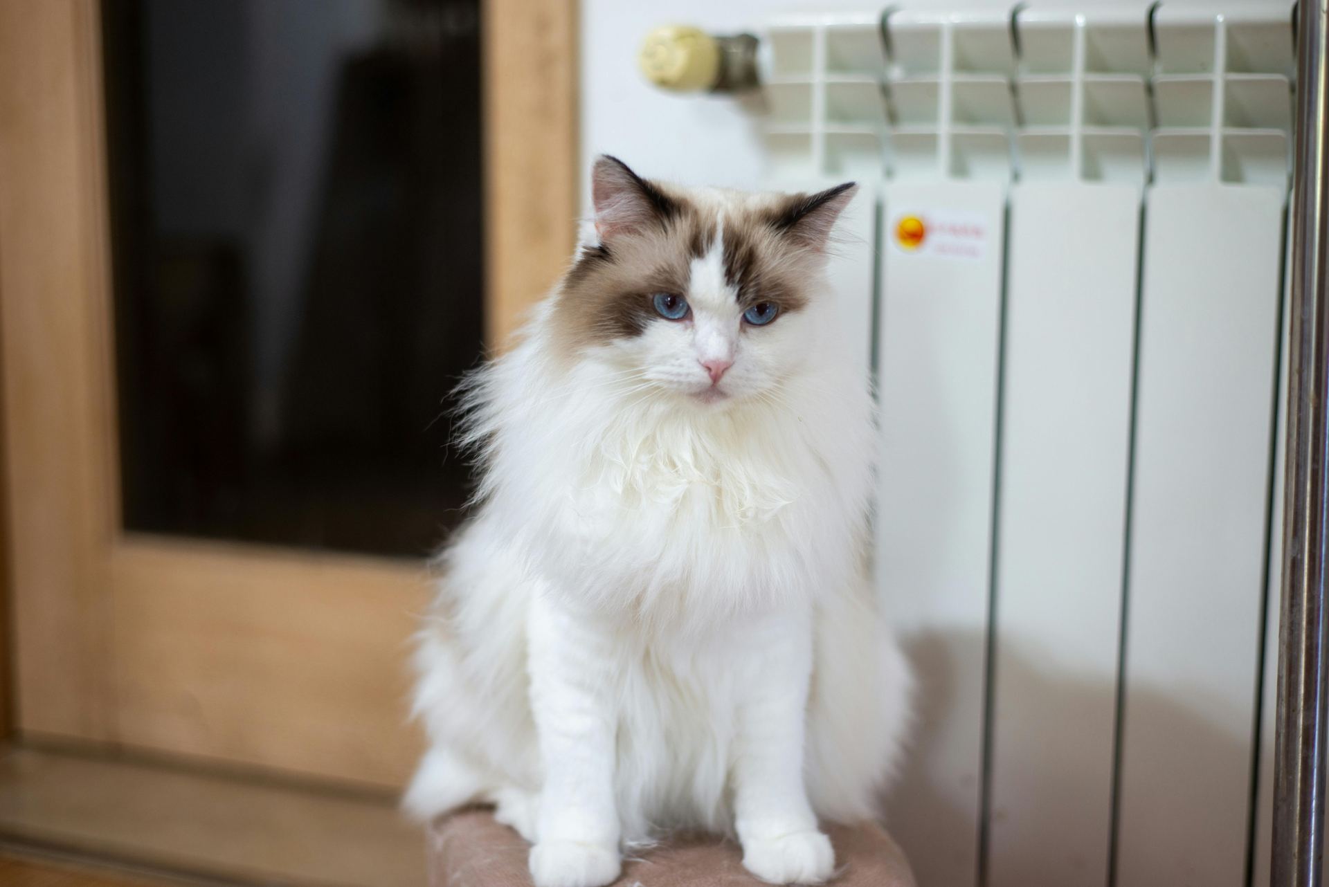 Buy Ragdoll Kittens in Koduru
