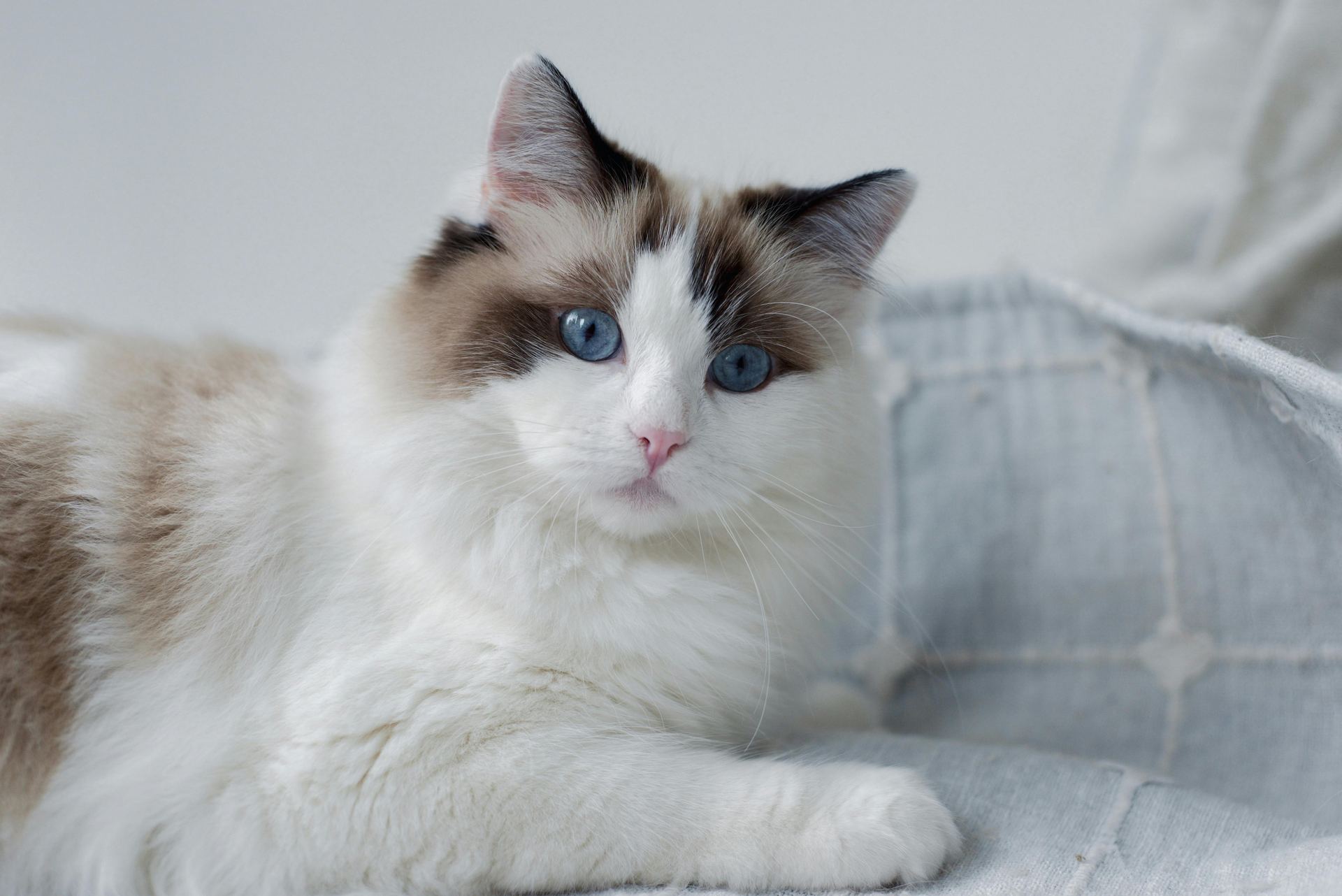 Ragdoll Kittens kitten available in Koduru