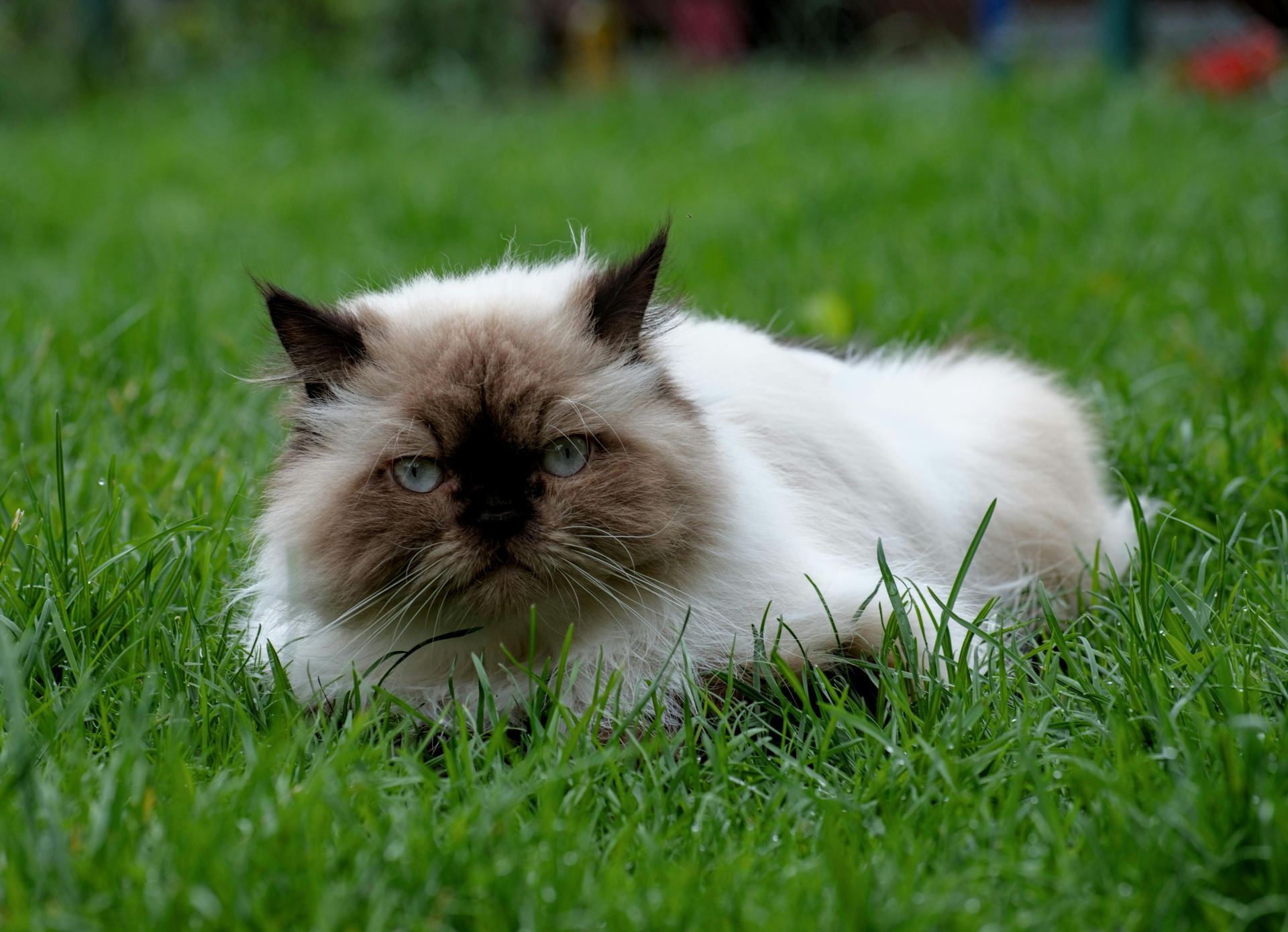 Himalayan Kittens