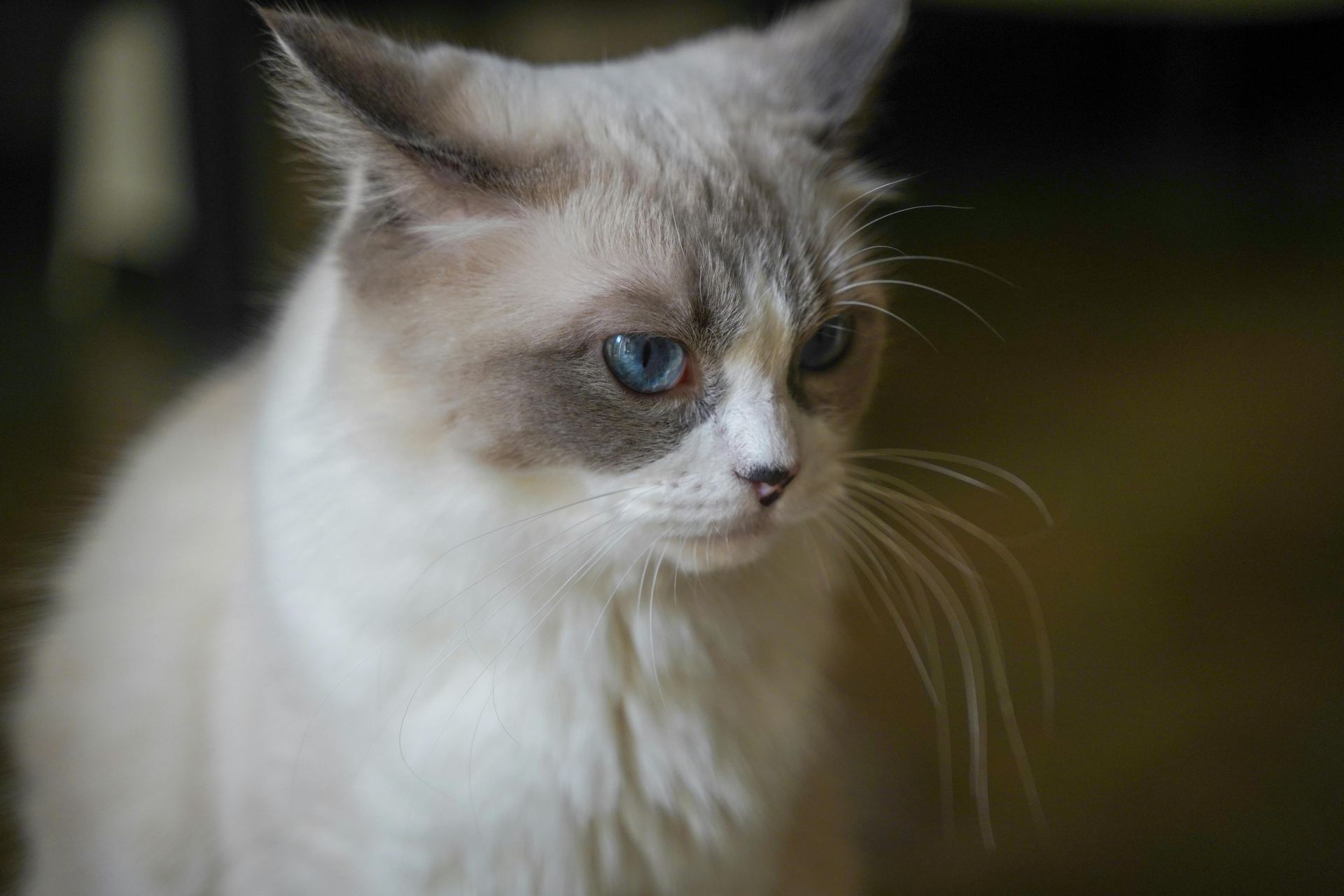 Ragdoll Kittens cat in Koduru