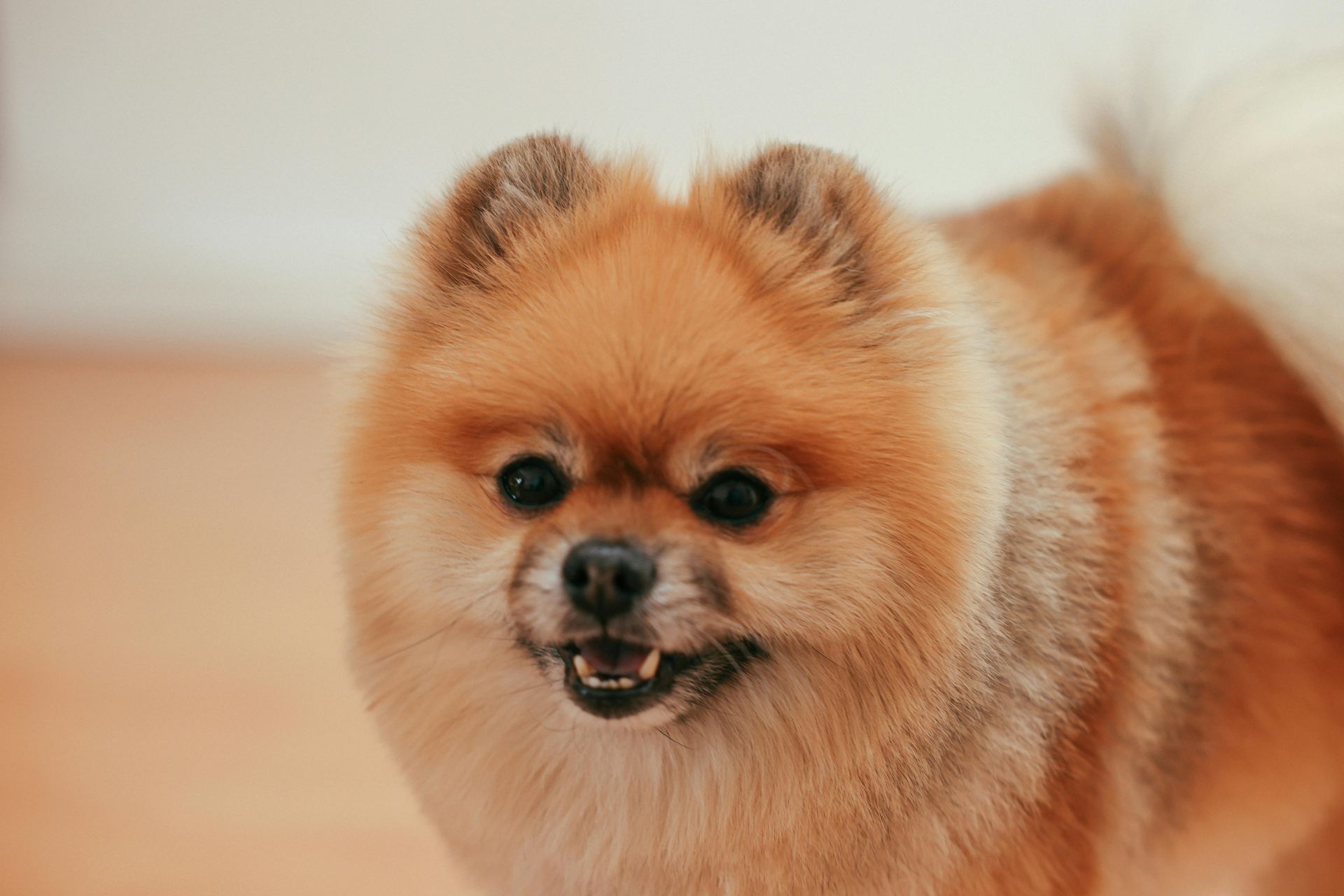 Culture Pom Puppy | Orange Color in Oddanchatram