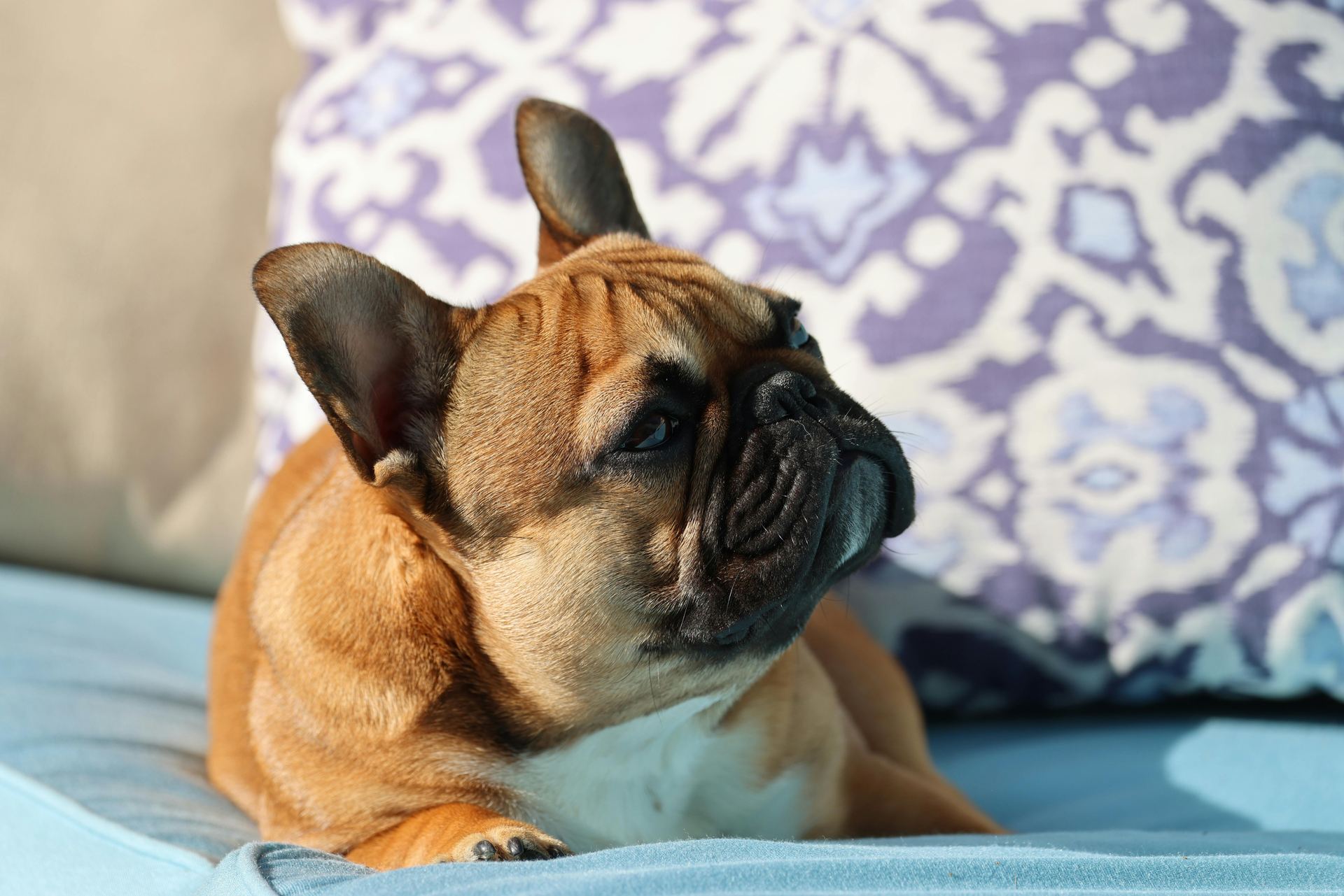 French Bulldog Puppy | Fawn in Oddanchatram