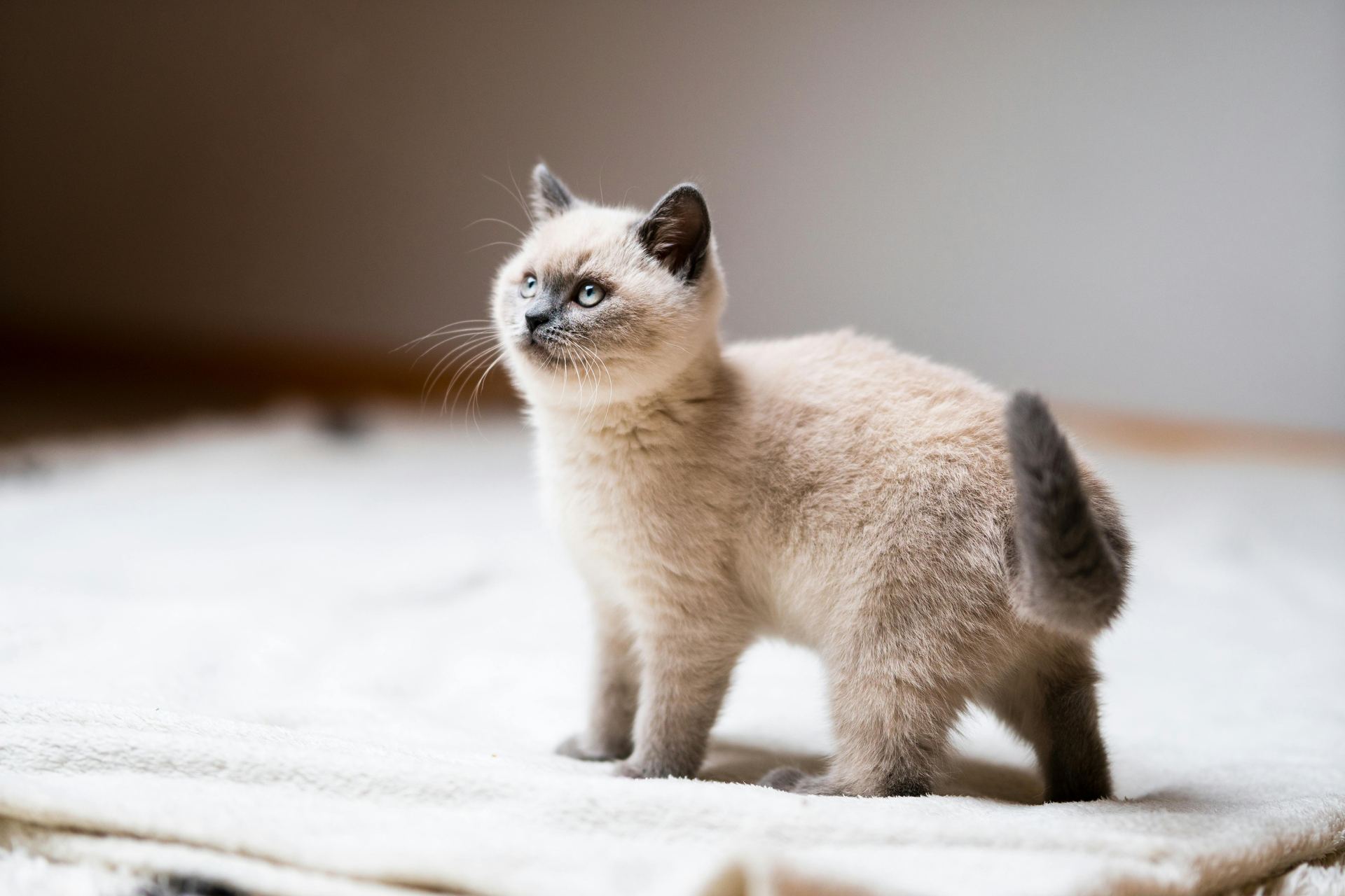 Himalayan Kittens cat in Koduru