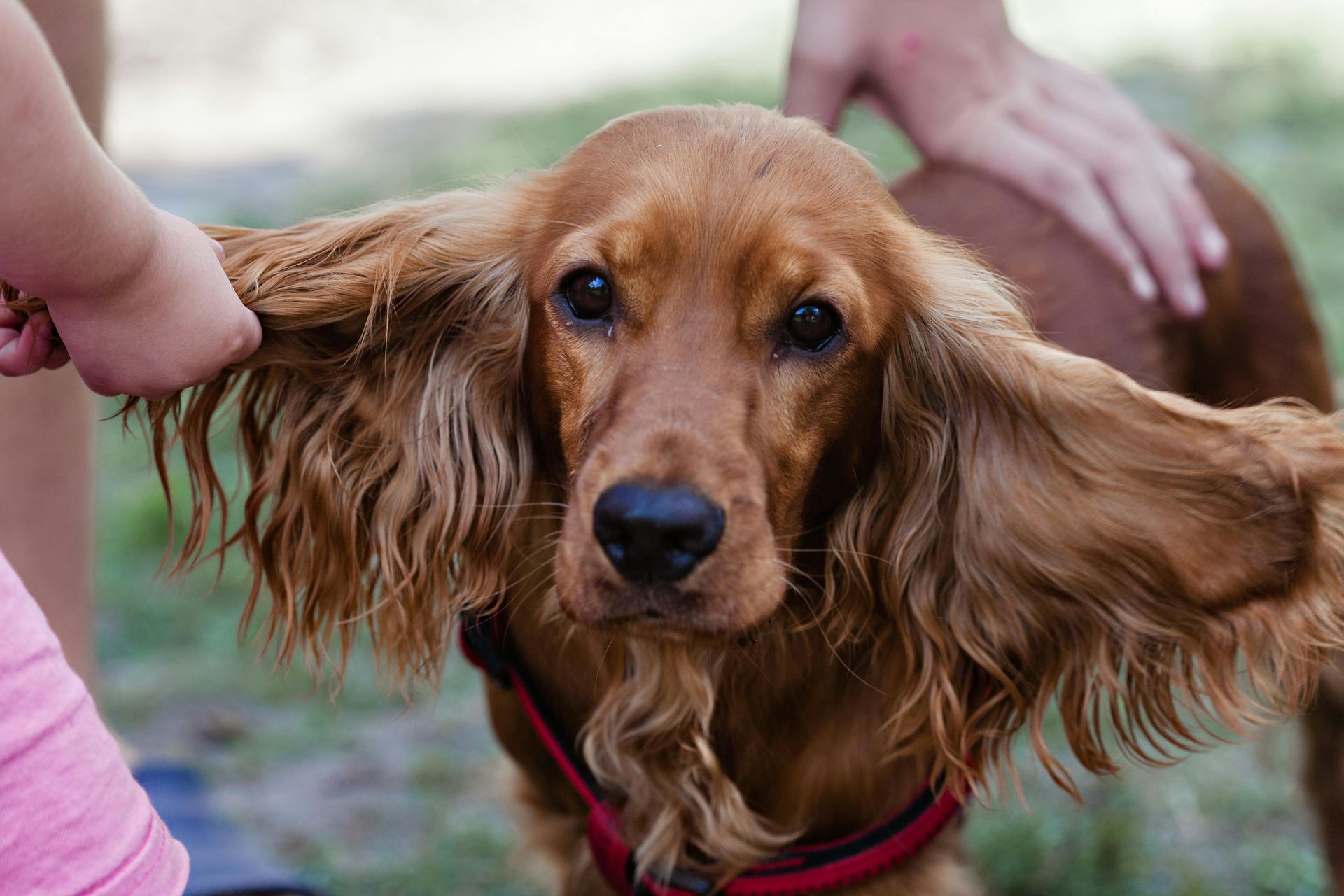 Cocker Spaniel Puppy | Chocolate Brown Color in Bathalapalli, Andhra Pradesh - Main Photo