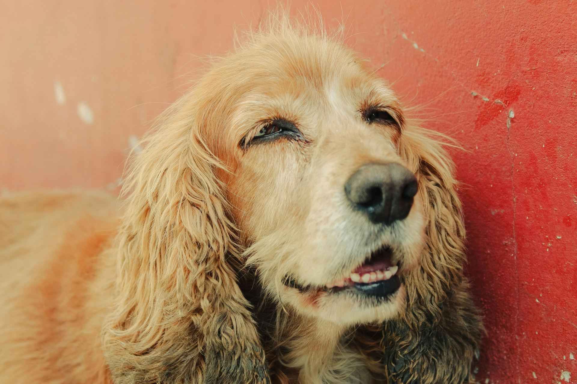 Cocker Spaniel Puppy | Brown Color in Devarakadra