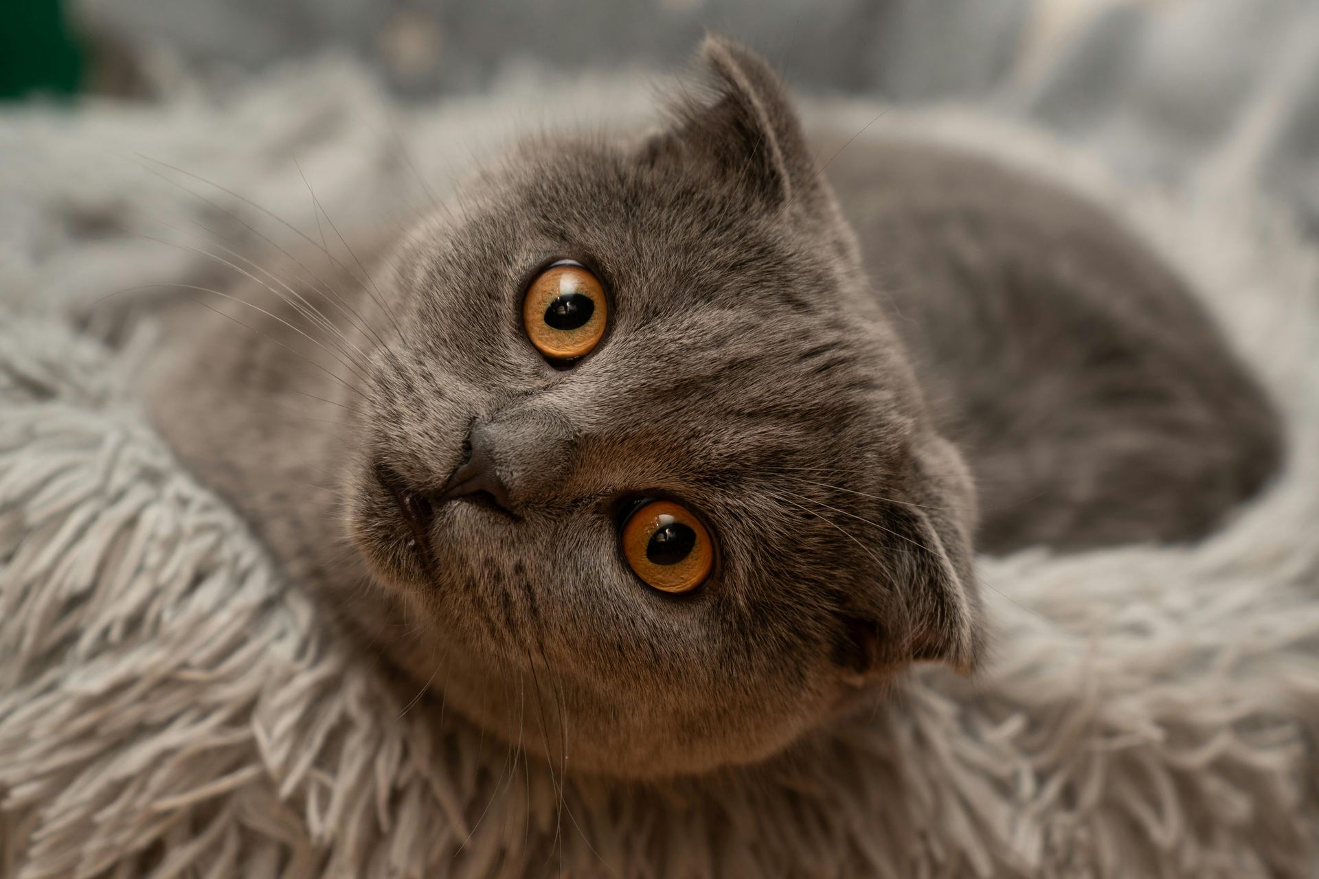 Scottish Fold Kitten | Standard Grey kitten available in Koduru