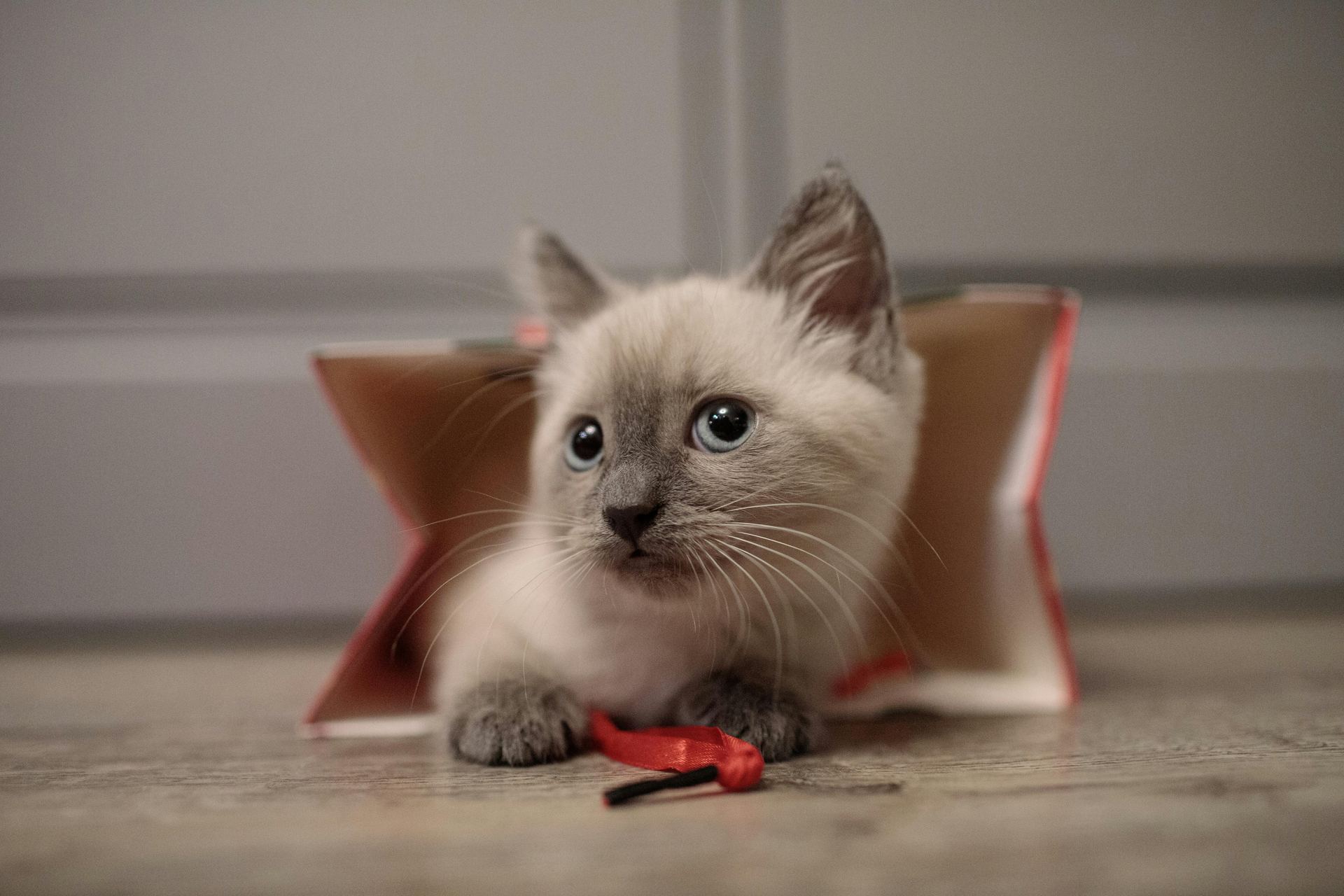 Himalayan Kittens kitten available in Koduru