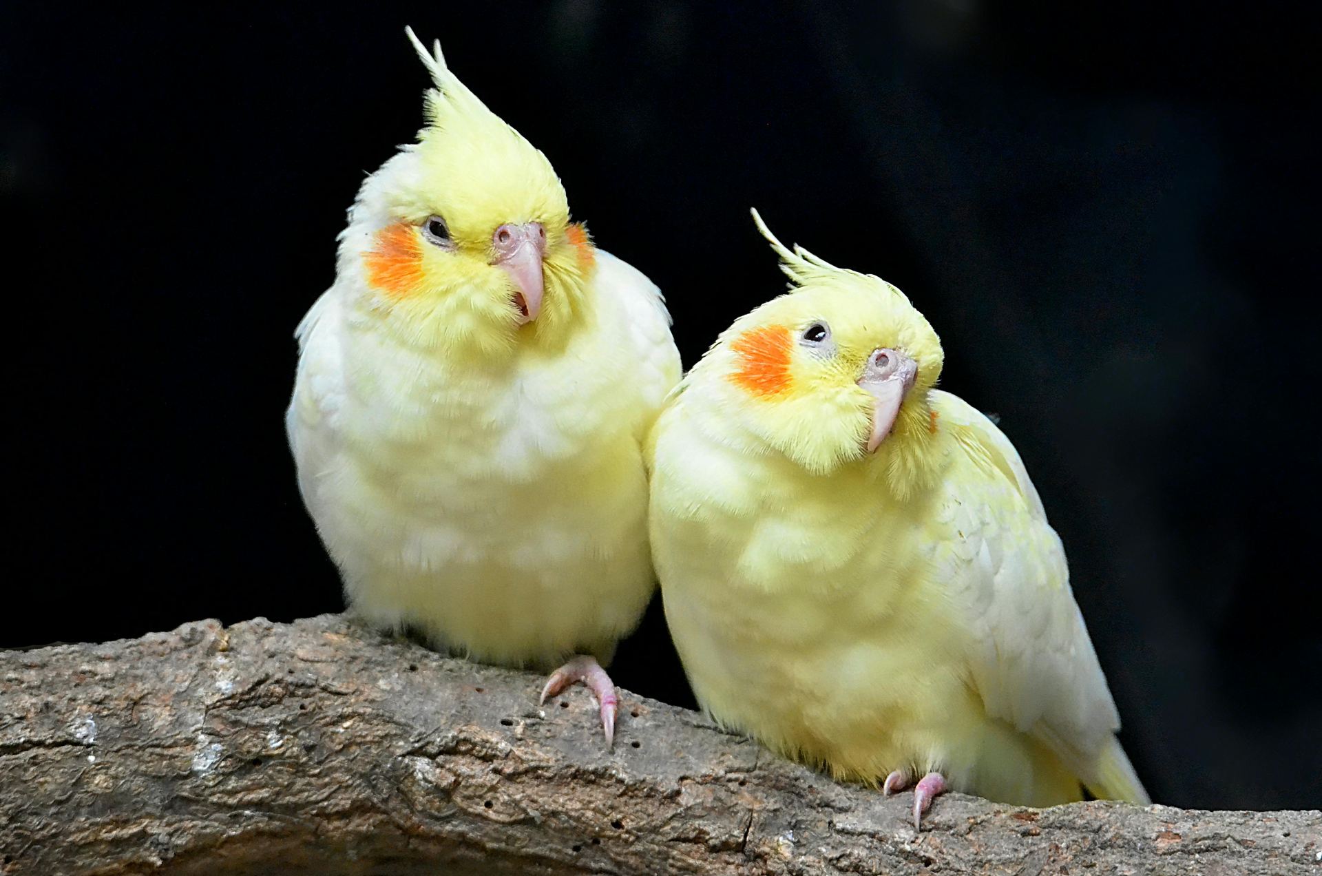 Cockatiel - Cockatiel Lutino DeliveryLutino Cockatiel, a Cockatiel | Lutino in Gurgaon