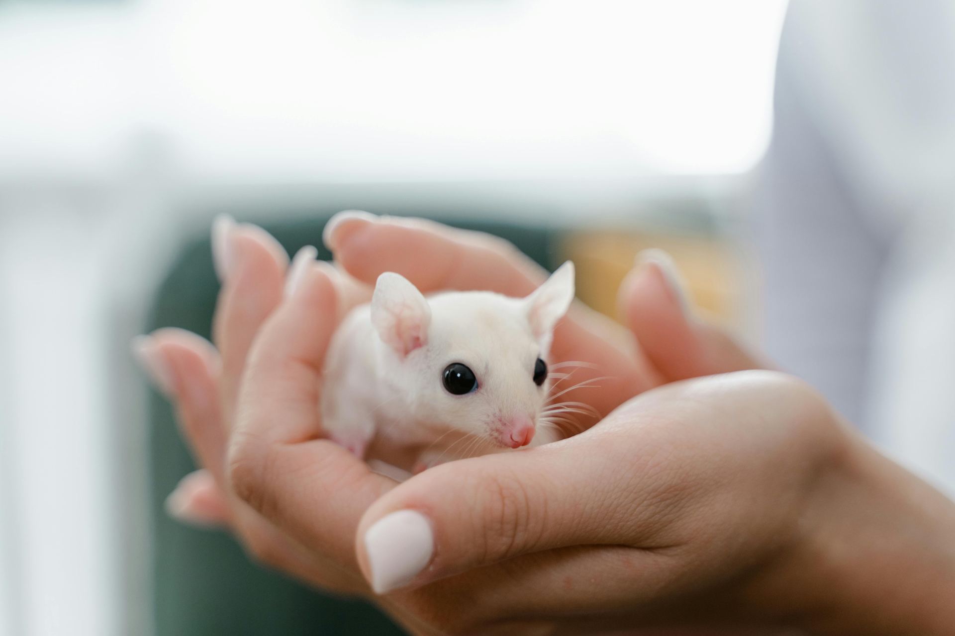 Sugar Glider | White (Lucy) - Sugar Glider | White (Lucy) (Small Animals & Exotic Pets) - in VSugar Glider | White (Lucy), a Sugar Glider | White (Lucy) in Mumbai