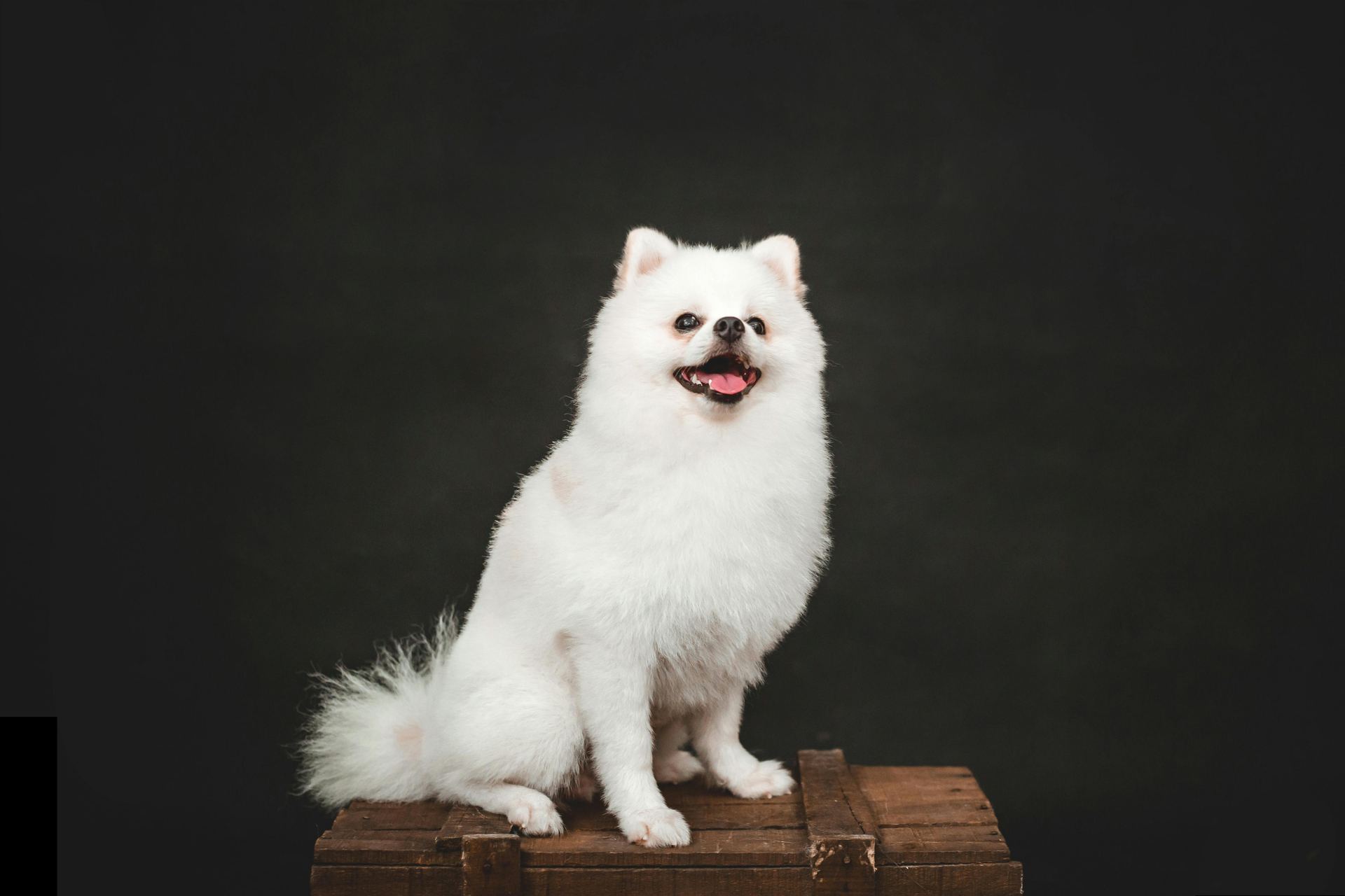 Culture Pom Puppy | White Color in Devarakadra