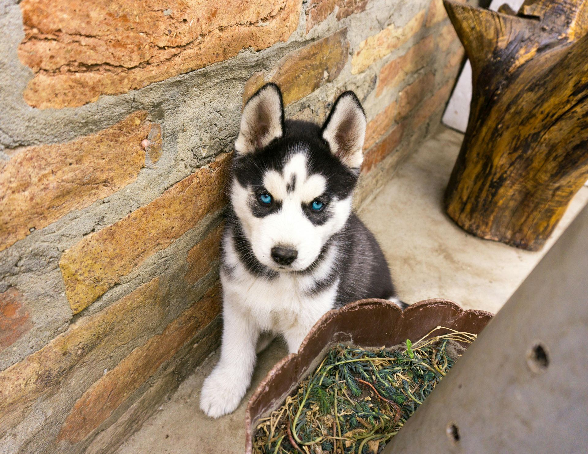 Siberian Husky Puppy | Black & White Color puppy in Kodinga