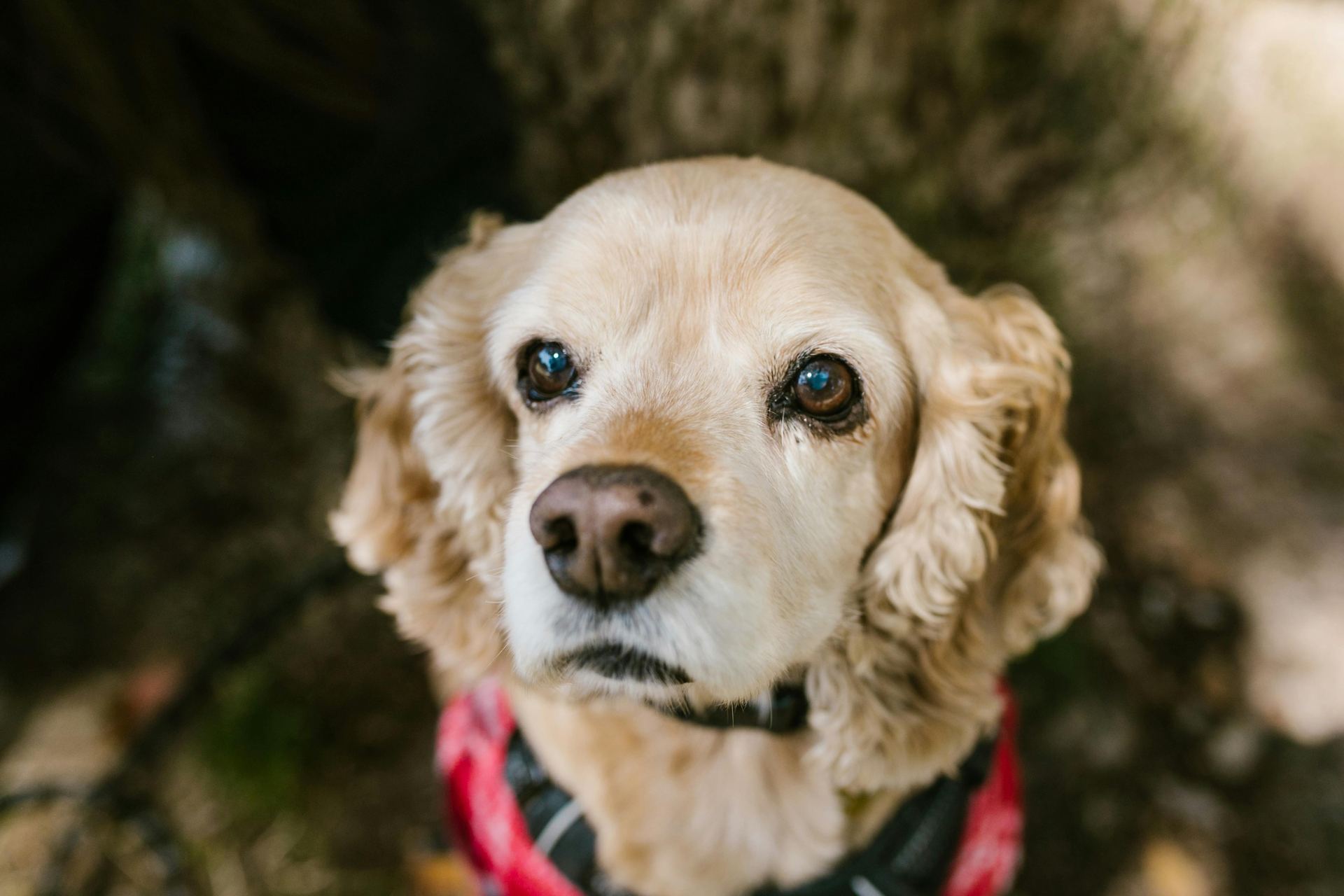 Cocker Spaniel Puppy | Golden Color in Oddanchatram