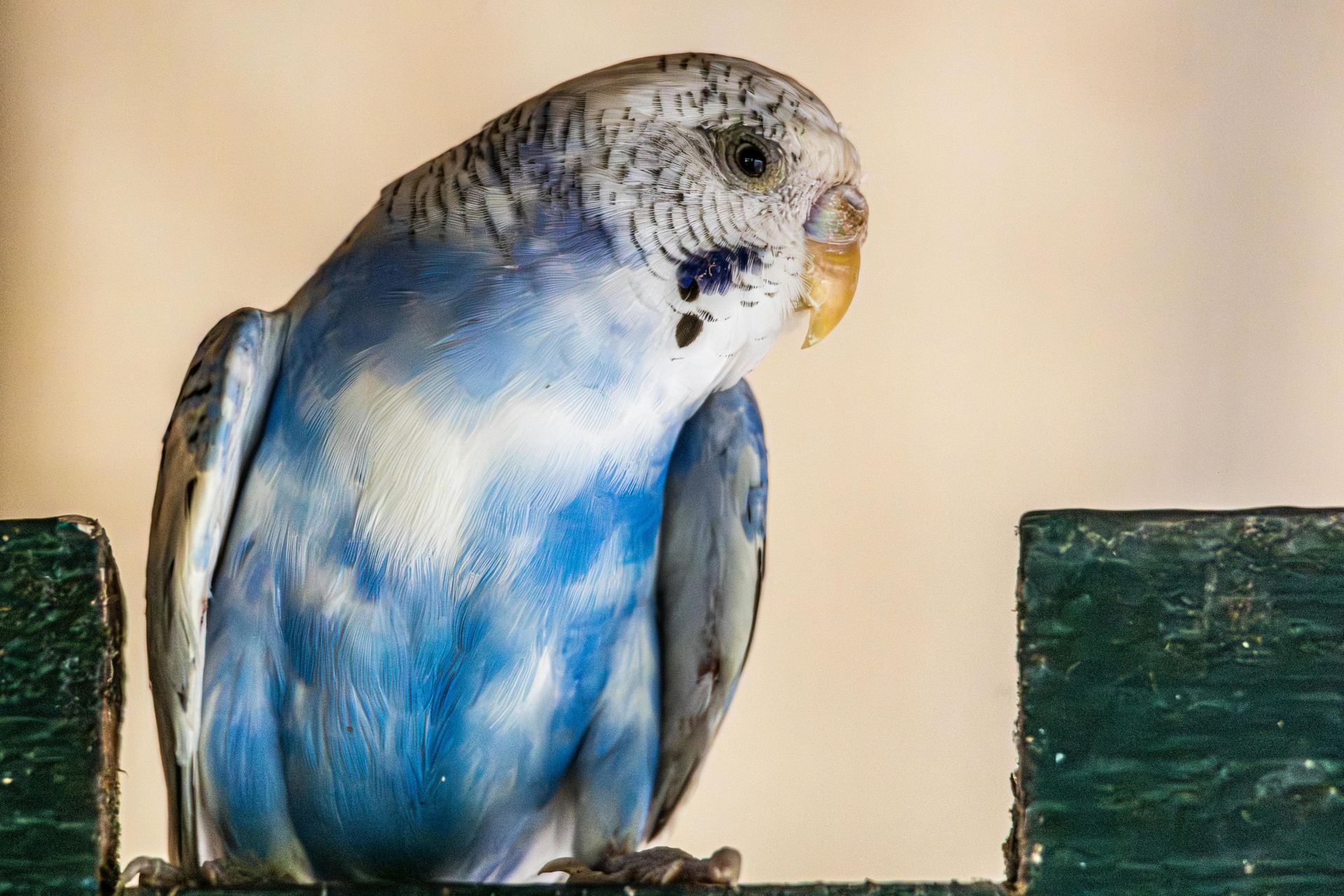 Budgies