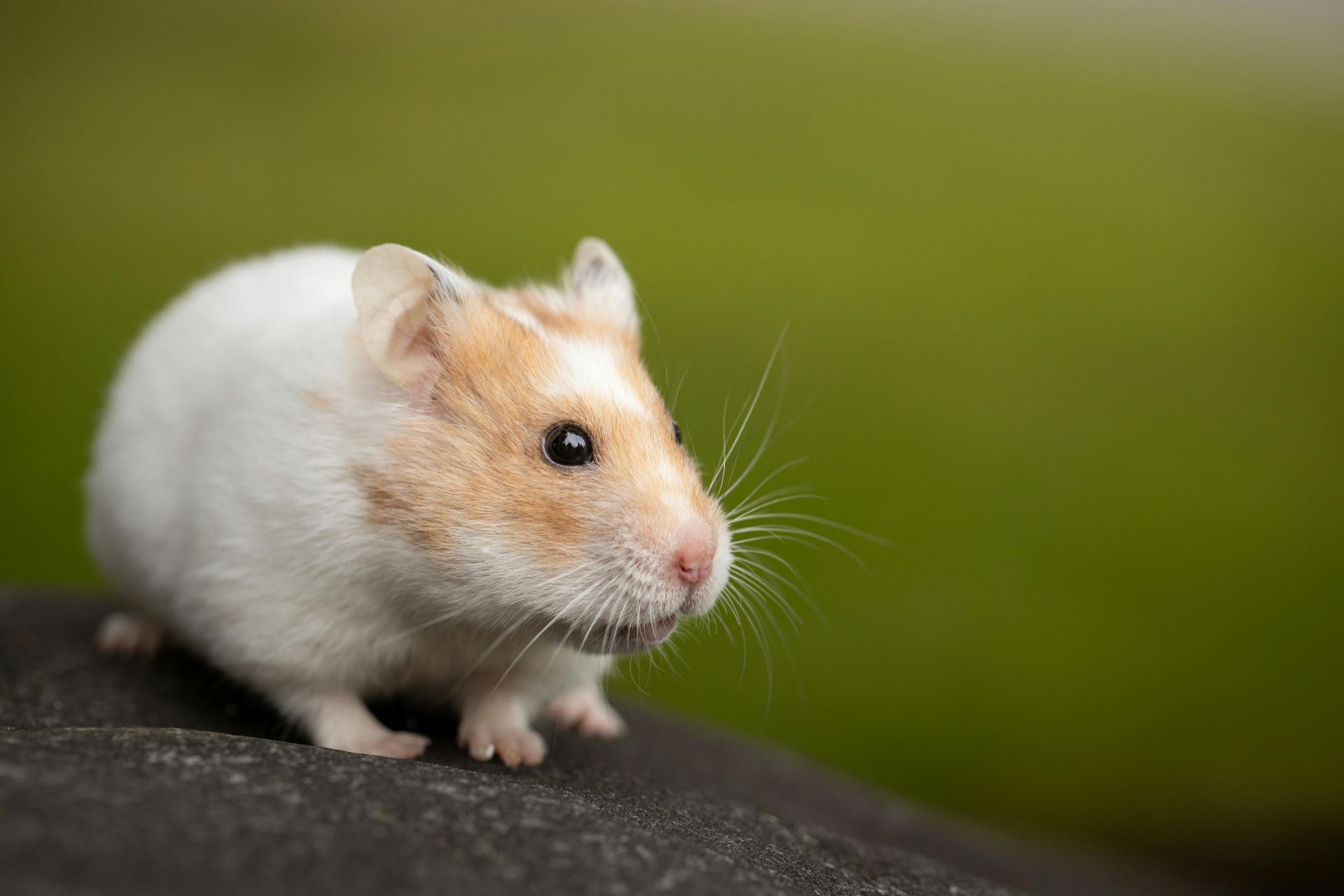 Syrian Hamster Babies - Syrian Hamster Babies - in MohaliSyrian Hamster Babies, a Syrian Hamster Babies in Mohali