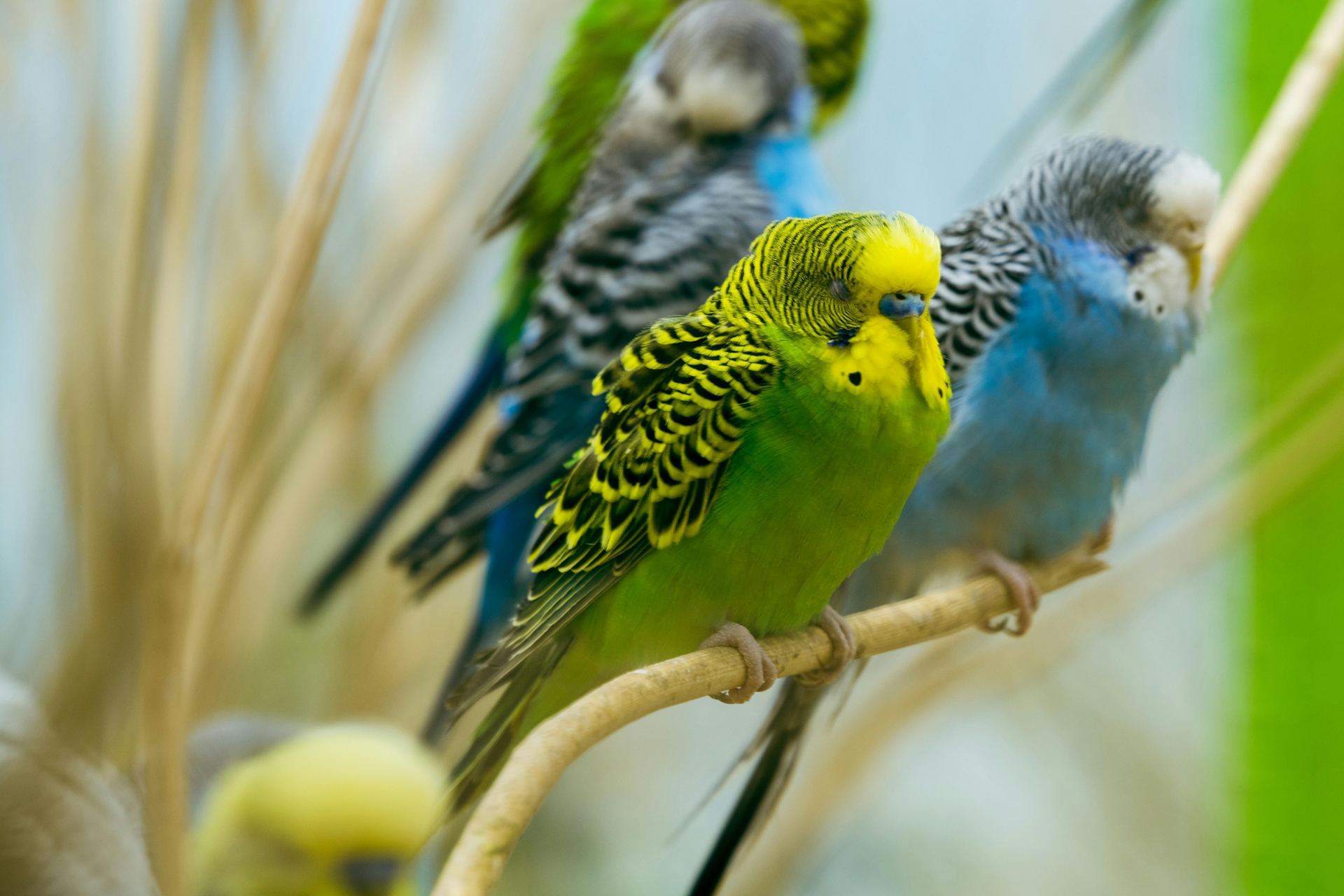 Budgies & Chicks and Adults - Budgies (Exotic Birds & Chicks) - in BhopalBudgies & Chicks and Adults, a Budgies in Bhopal