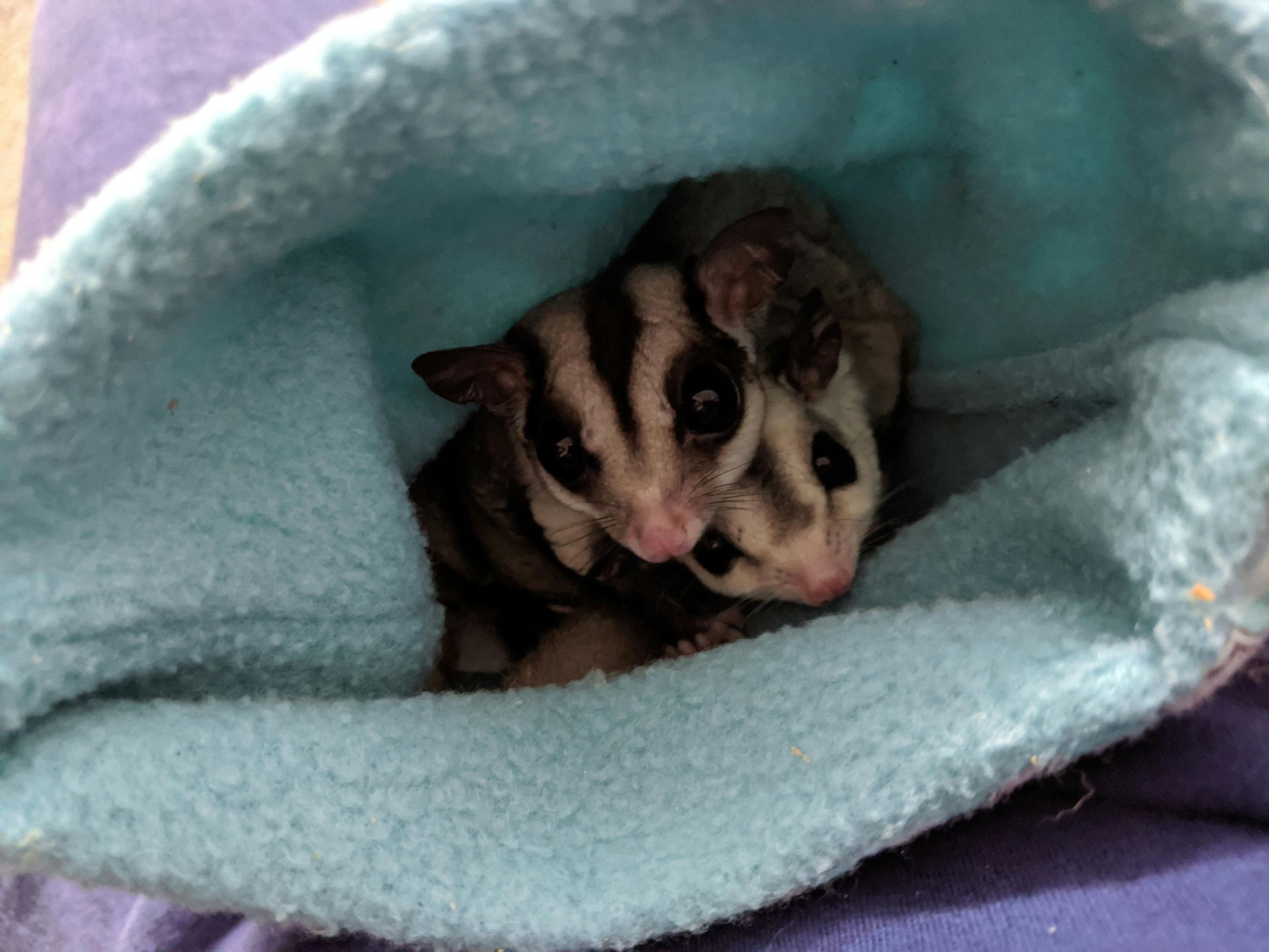 Sugar Glider | Grey - Sugar Glider | Grey