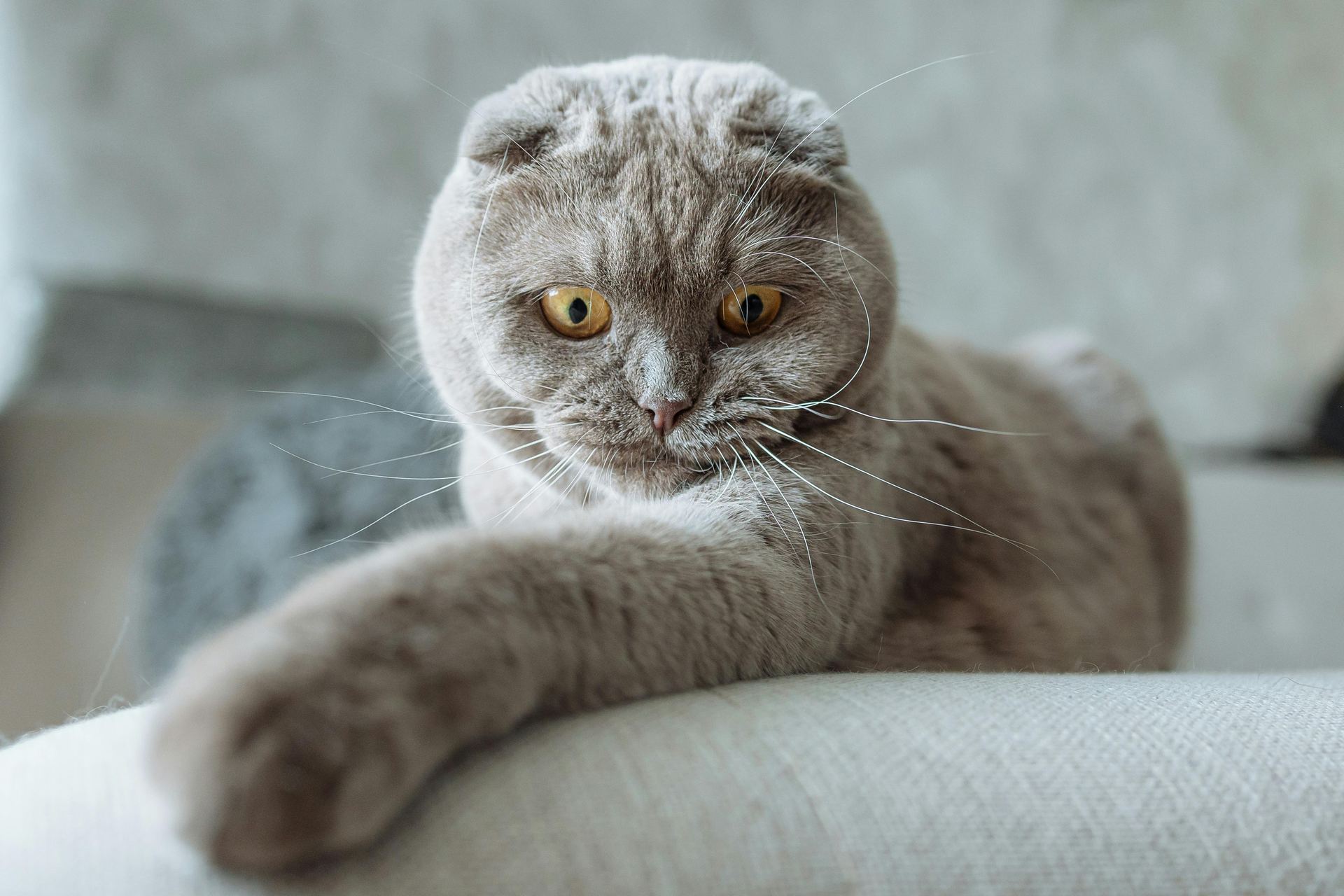 Scottish Fold Kitten | Standard Grey cat in Koduru