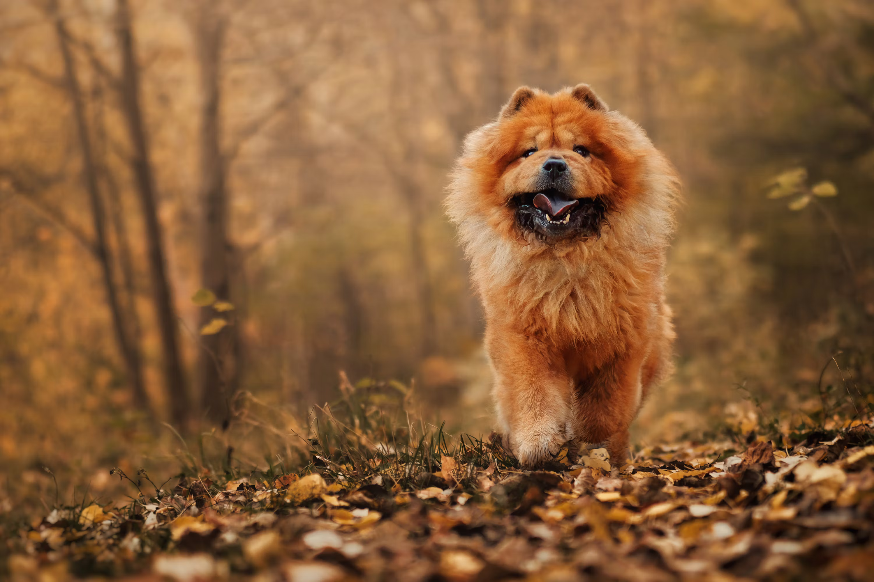 Chow Chow Puppy | Fawn Color in Oddanchatram