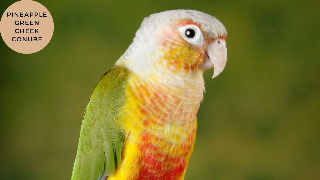 Pineapple Headed Conure in Oddanchatram