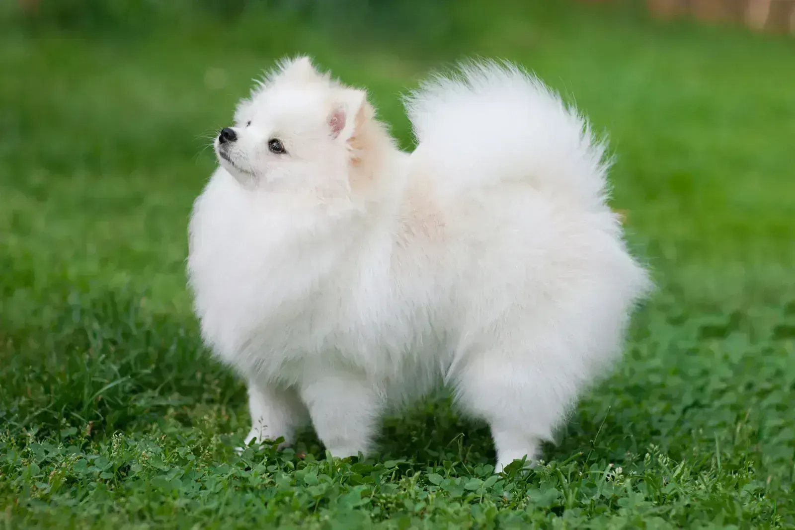 Pomeranian Puppy in Oddanchatram
